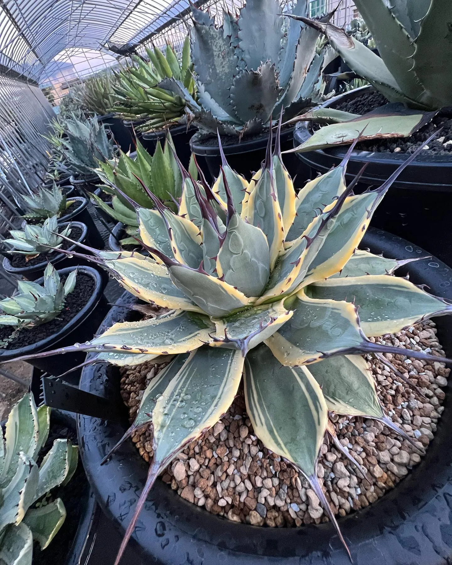 本日もご来店ありがとうございました。