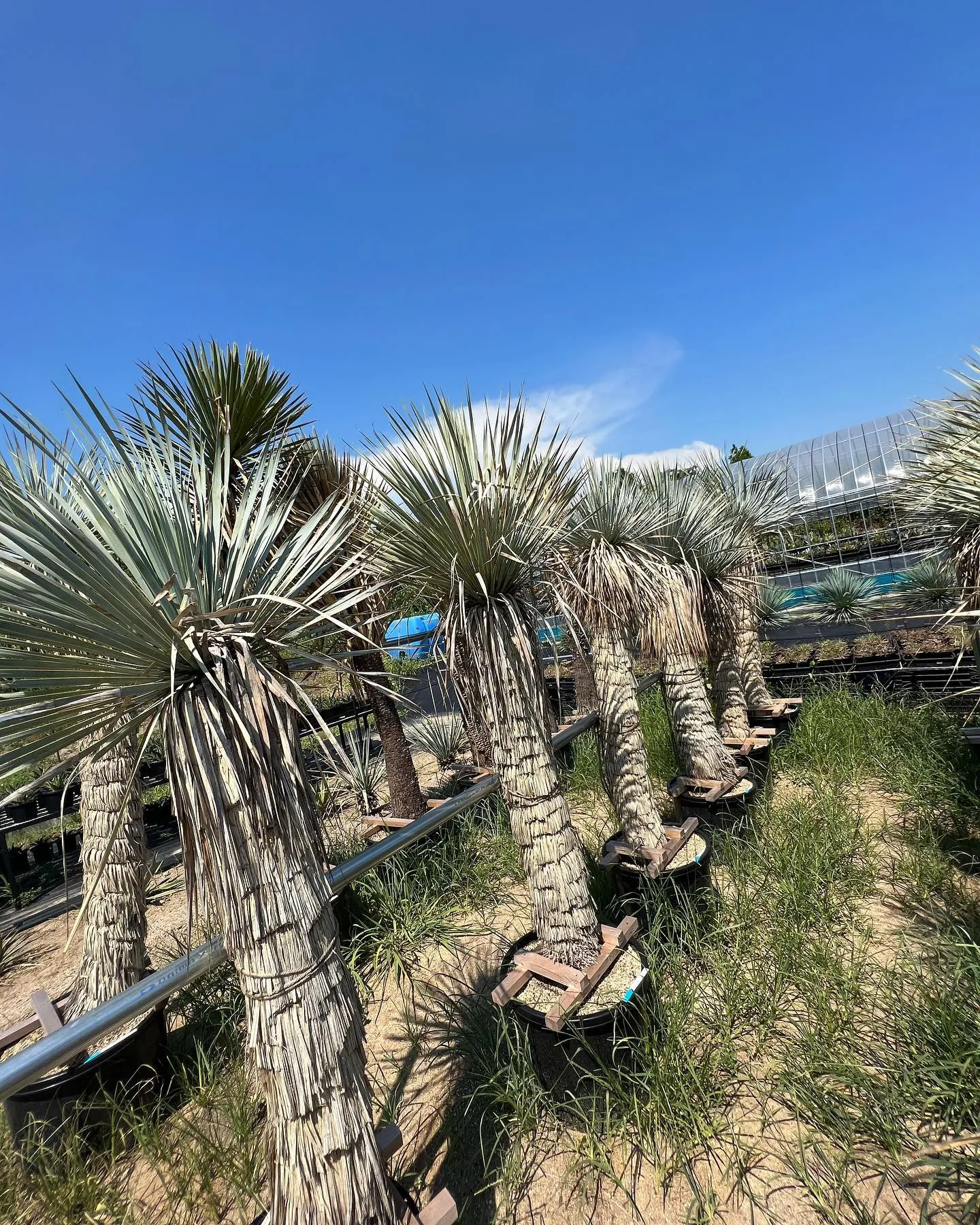 ユッカも各種在庫ございます。