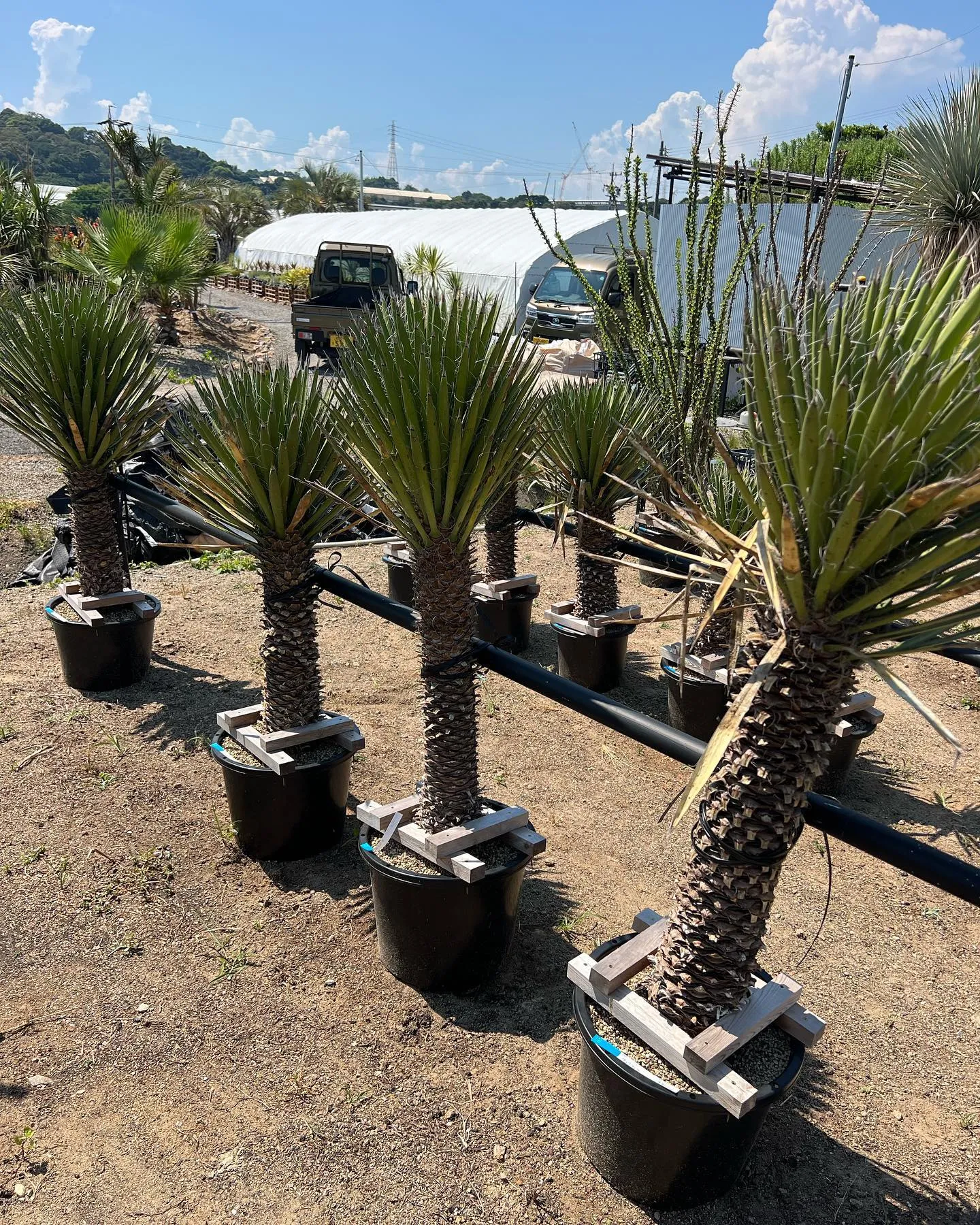 ユッカも各種在庫ございます。