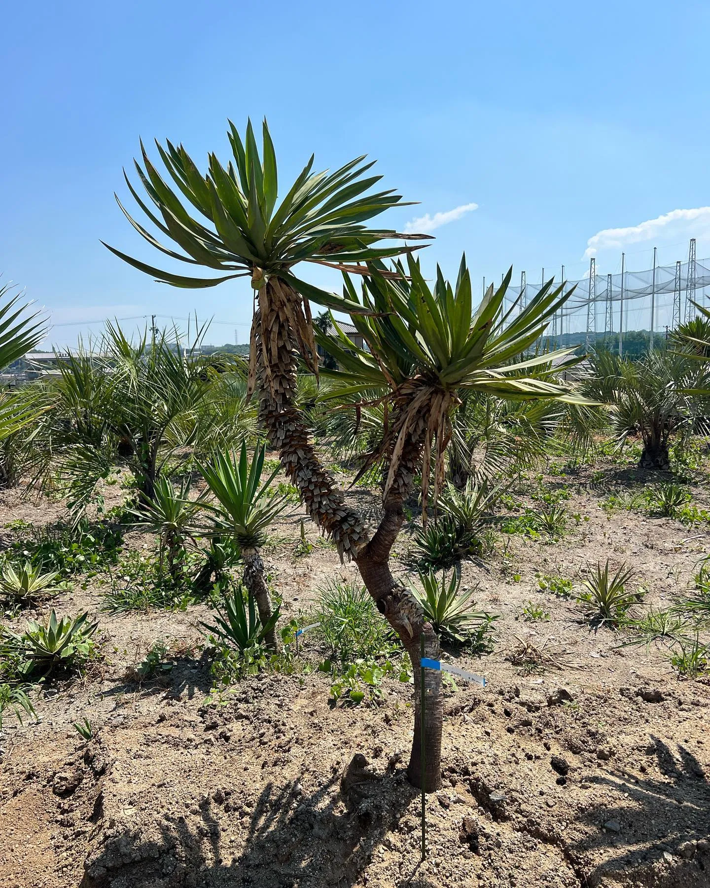 ユッカも各種在庫ございます。