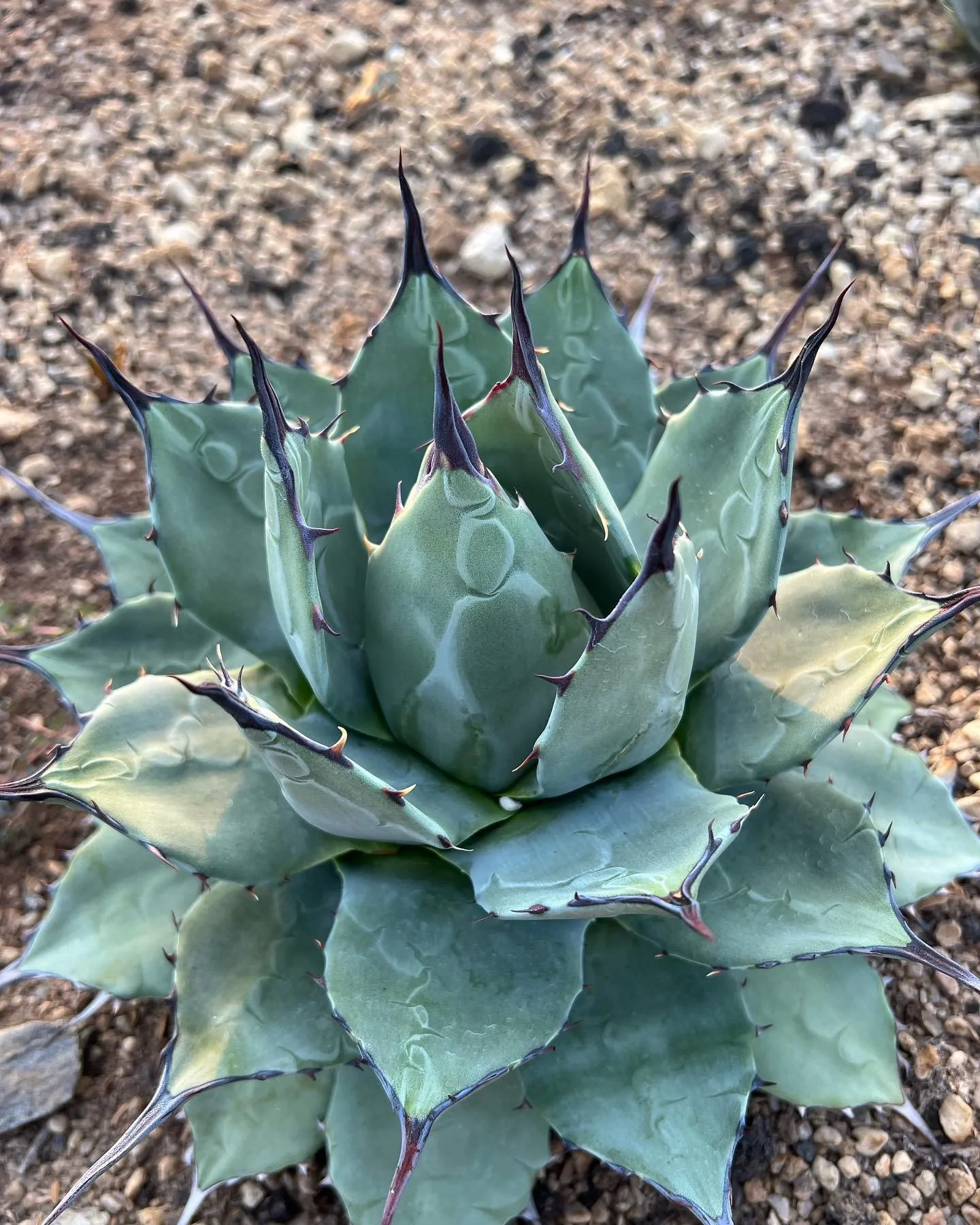 地植えしてアプラナータも中心が太ってきて良い感じです。
