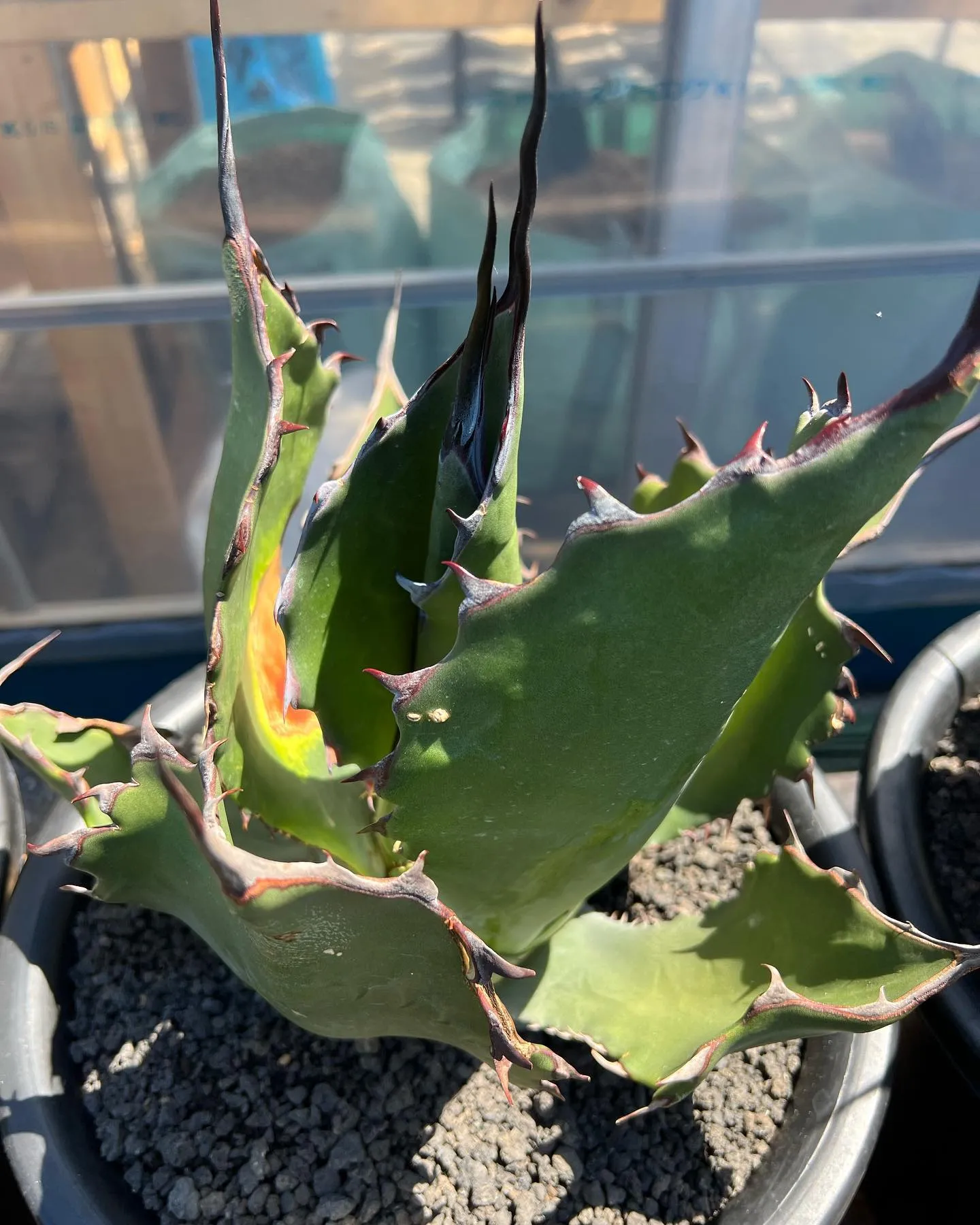 とにかく連日暑い日が続きますね。