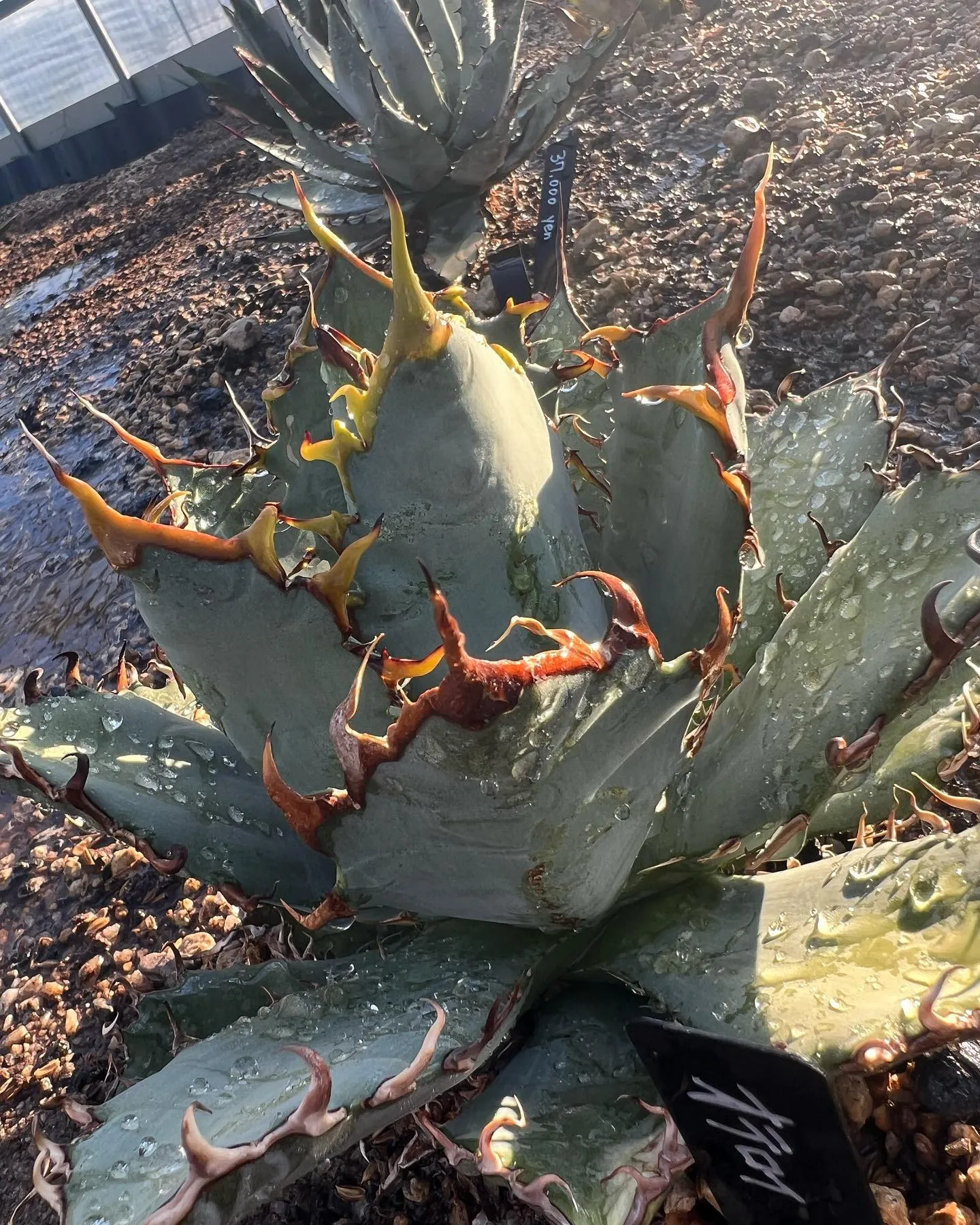本日も大変暑いので熱中症にはお気をつけ下さい。