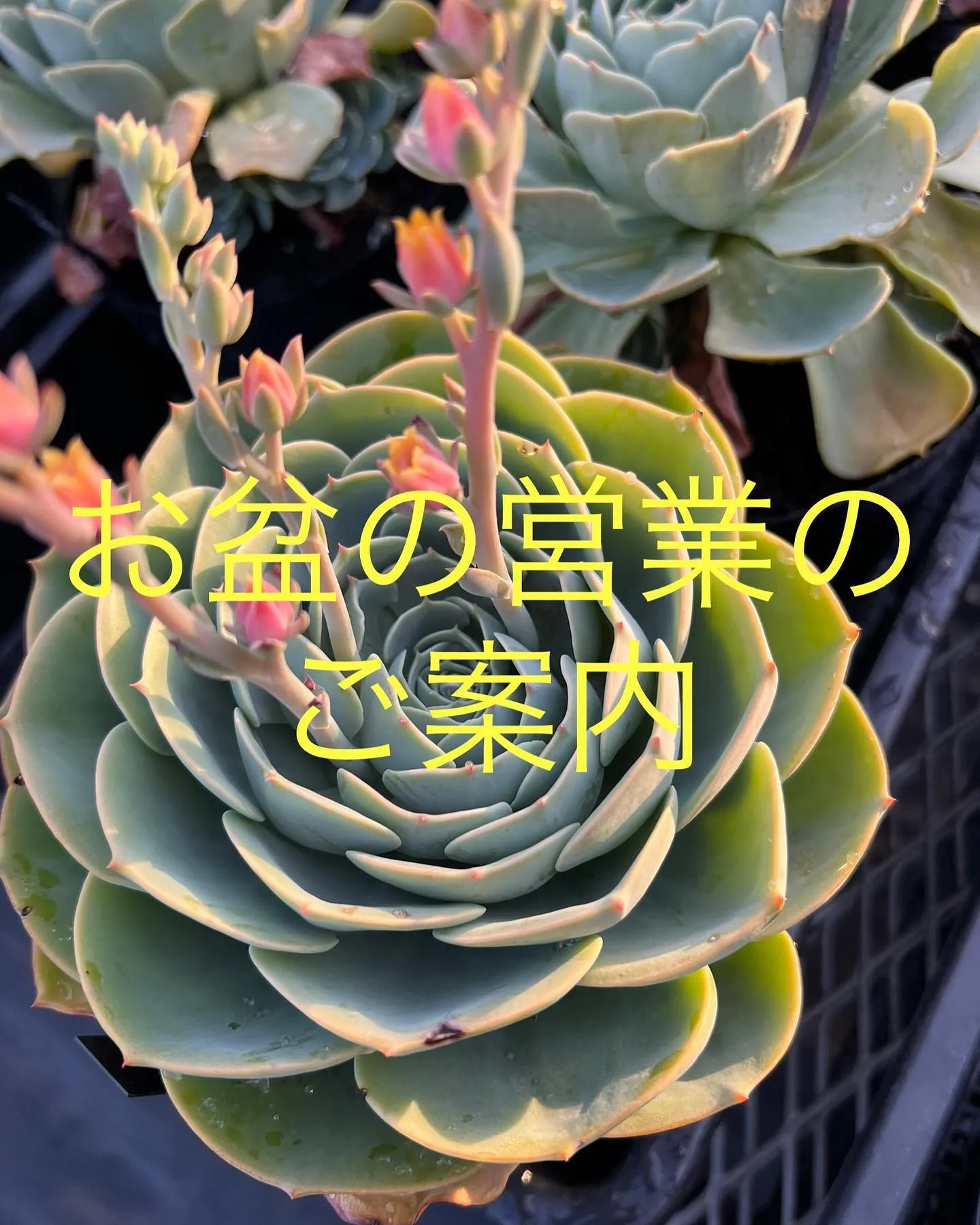 何名かの方から既にお問い合わせ頂いておりますのでお盆の営業の...