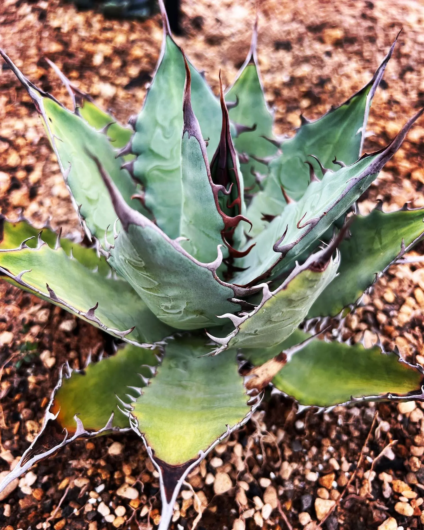 昨日まで熱でダウンしており、色々と返信等出来ておらず申し訳あ...