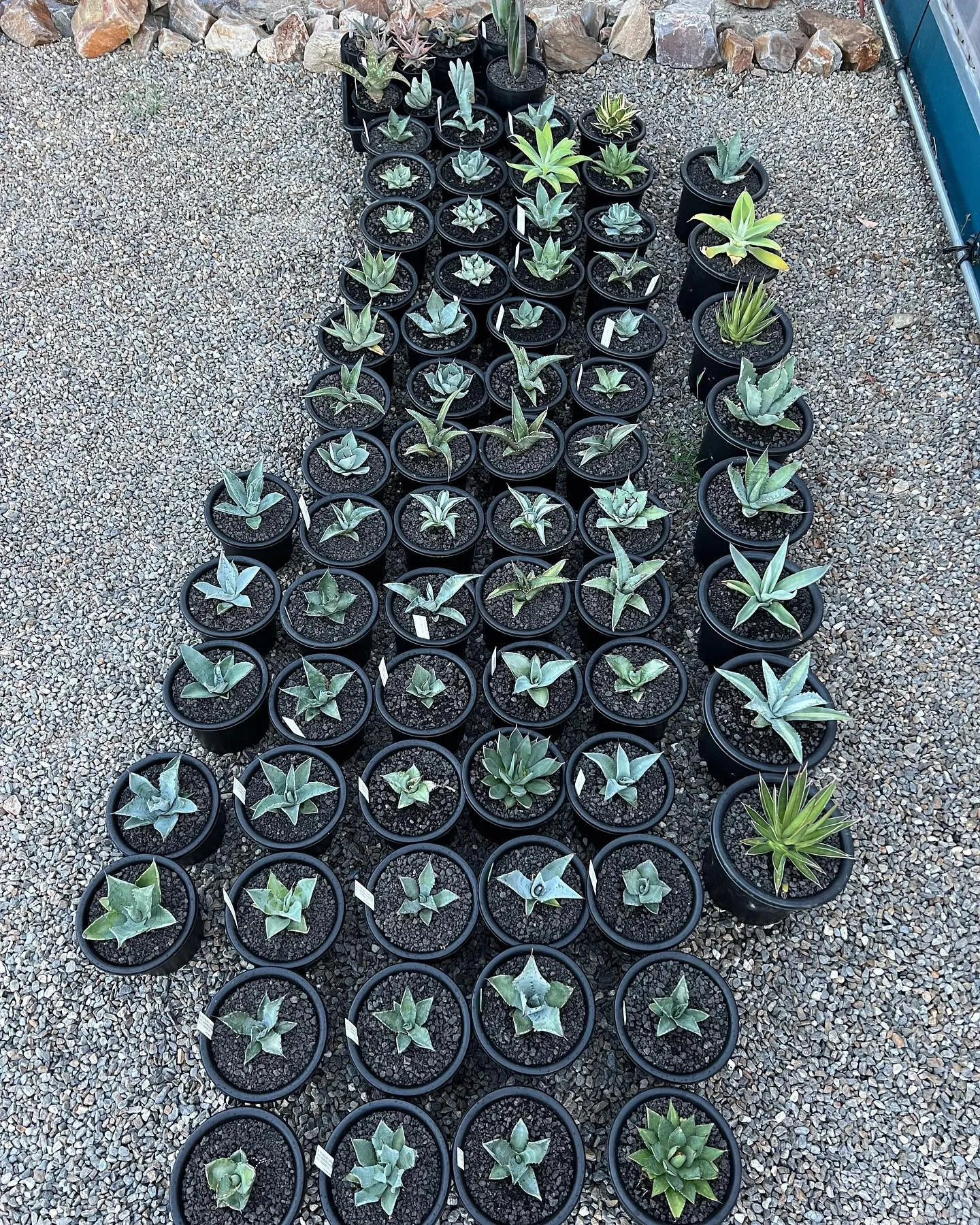 今週は量が少なめですが、それでも90株弱在庫追加です。