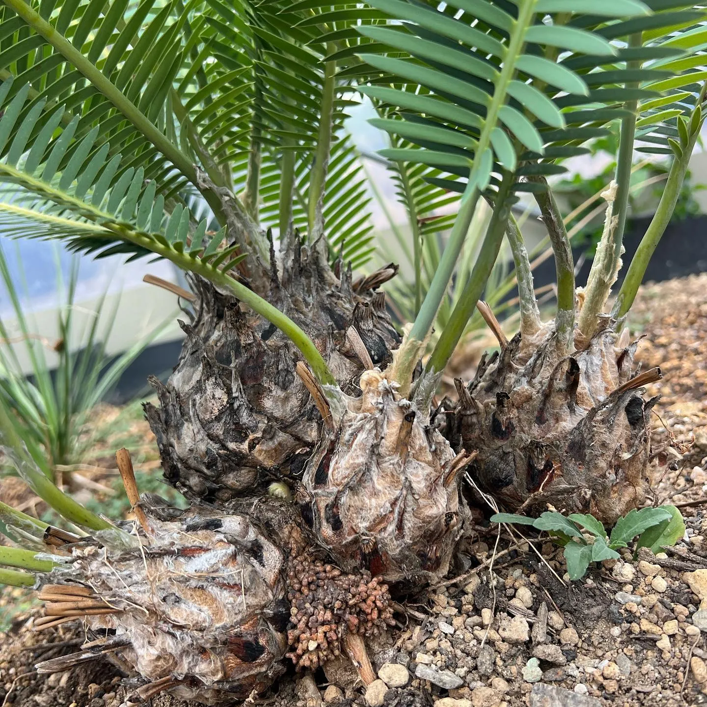 今年も２回目のフラッシュの時期が来ましたね。