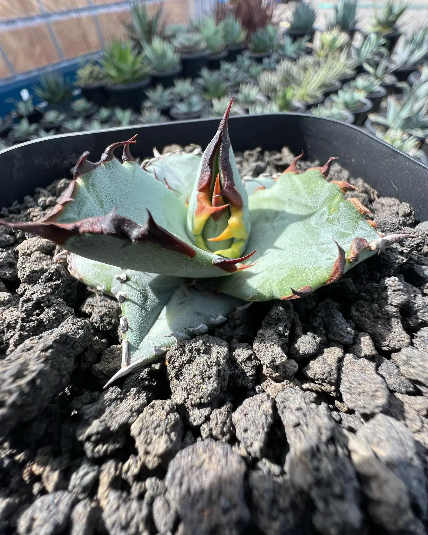 今週はチタノタブルーの比較的良さげな株も多数入荷です。