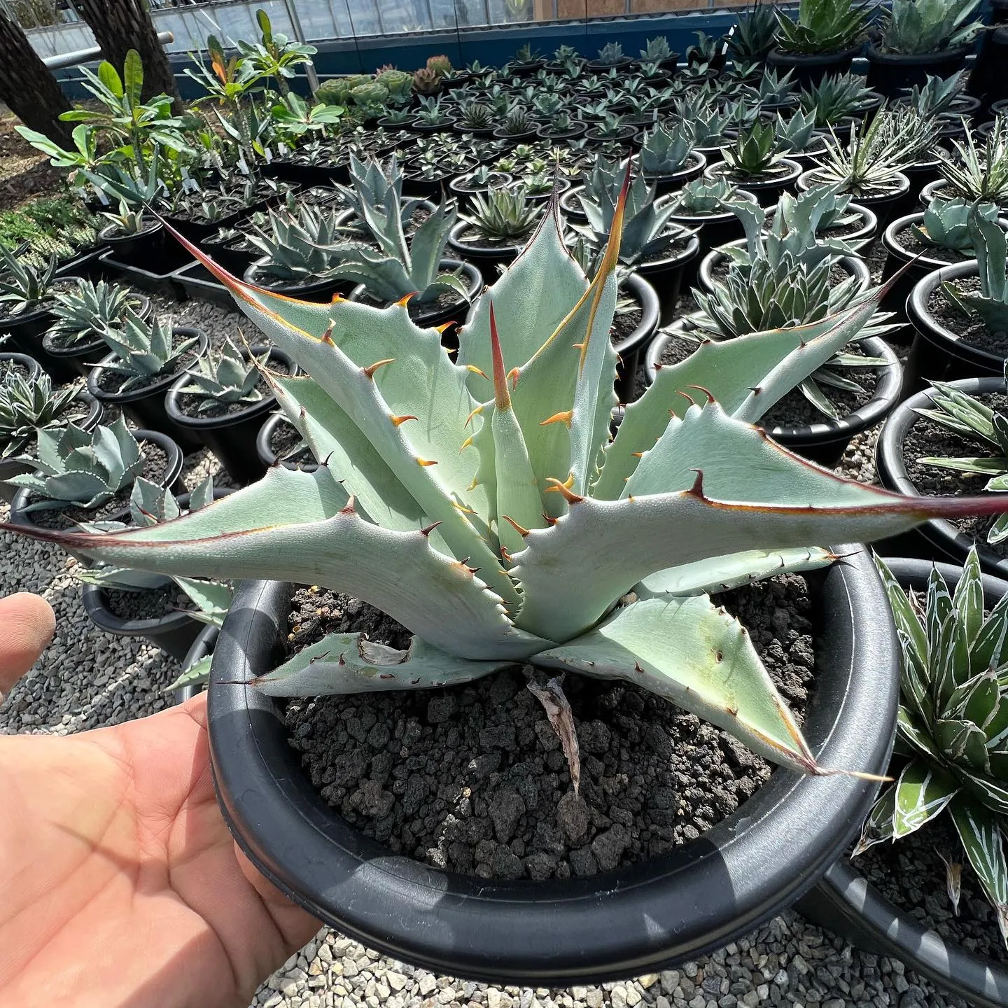 ビズカイノエンシス