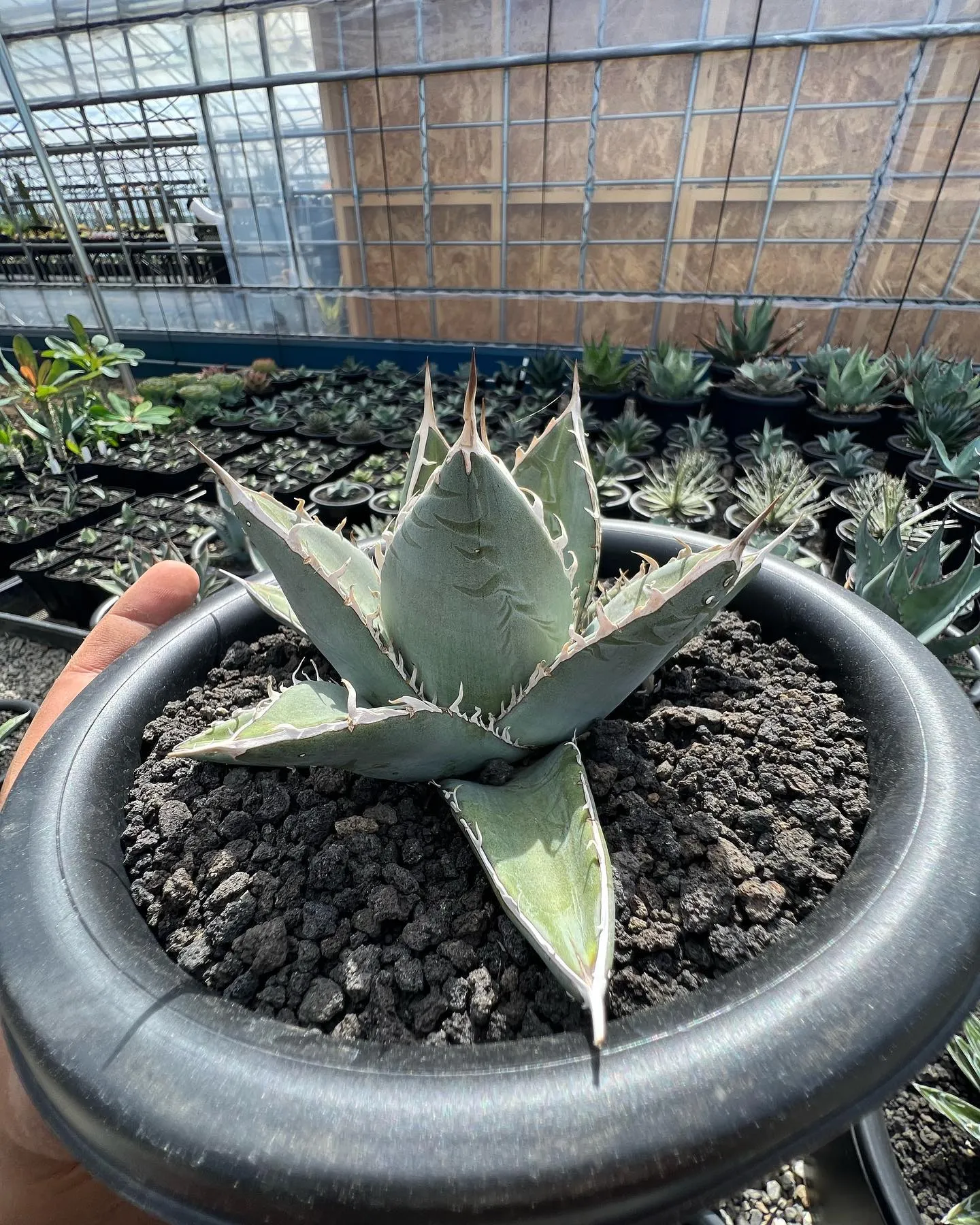 ずんぐりむっくりなパープソラム