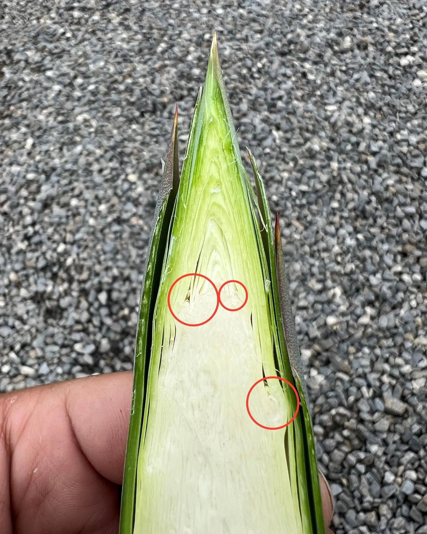 こんばんは。
