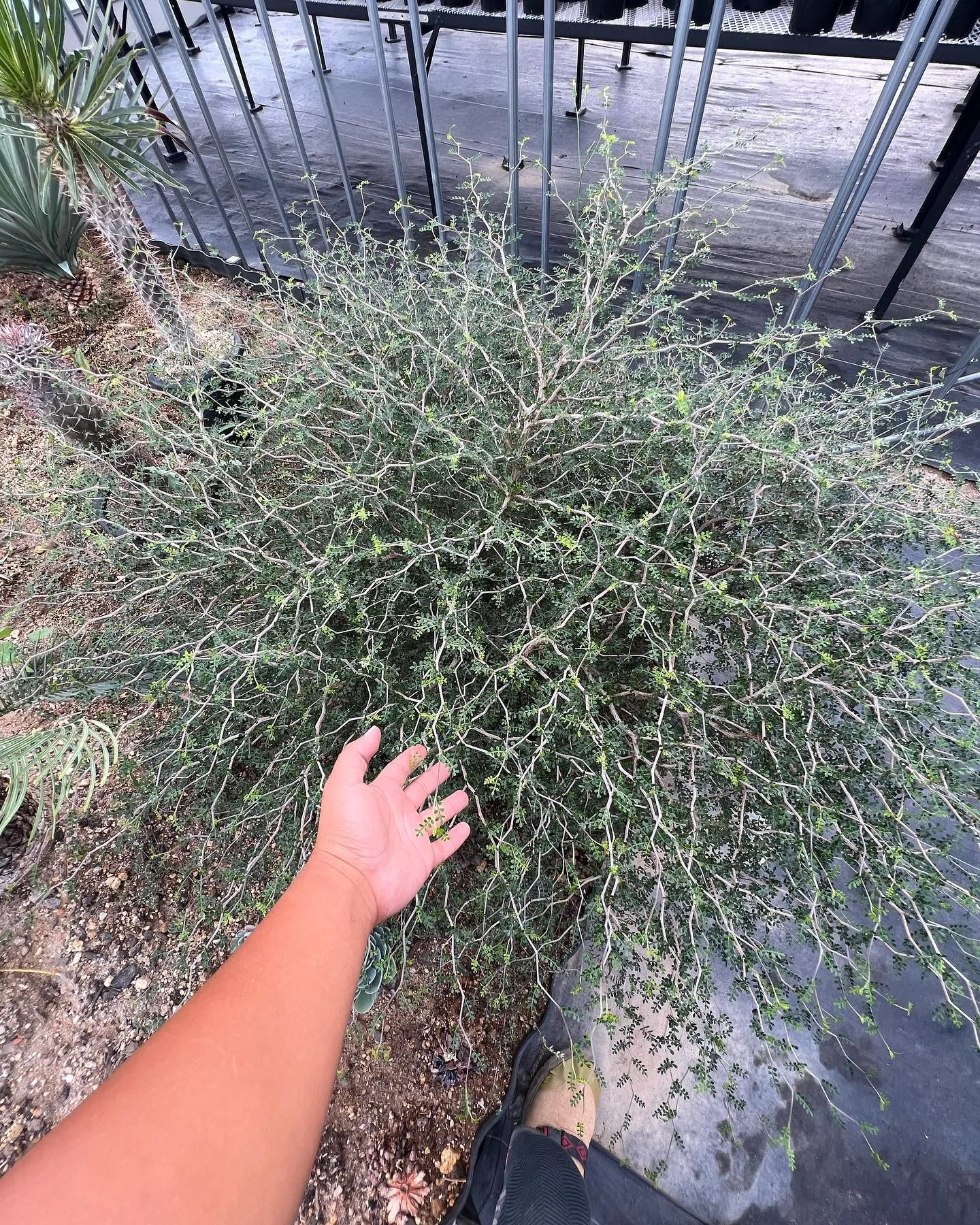 地植えパキプスも枝が爆発しております。