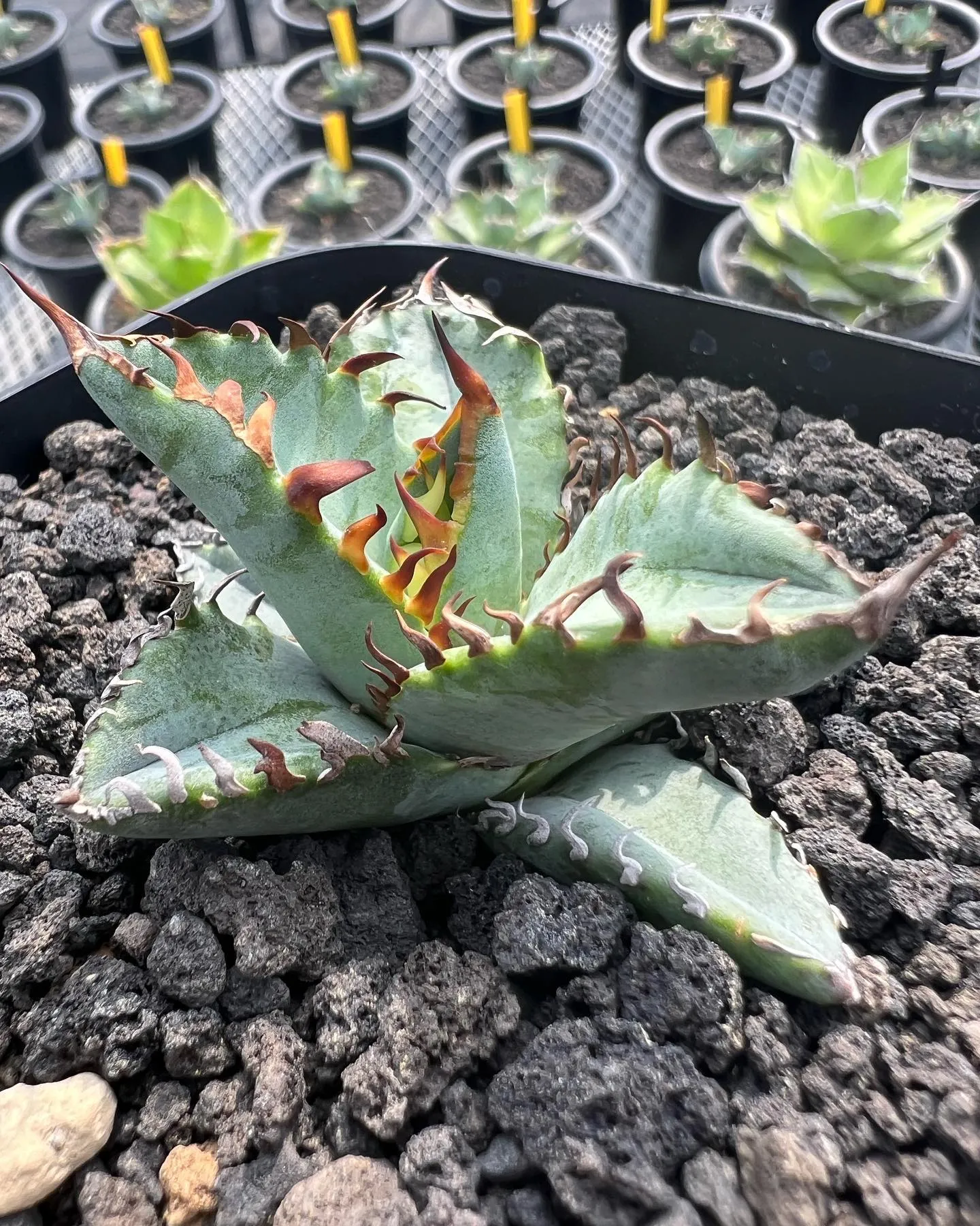 チタノタの小苗も色々と。