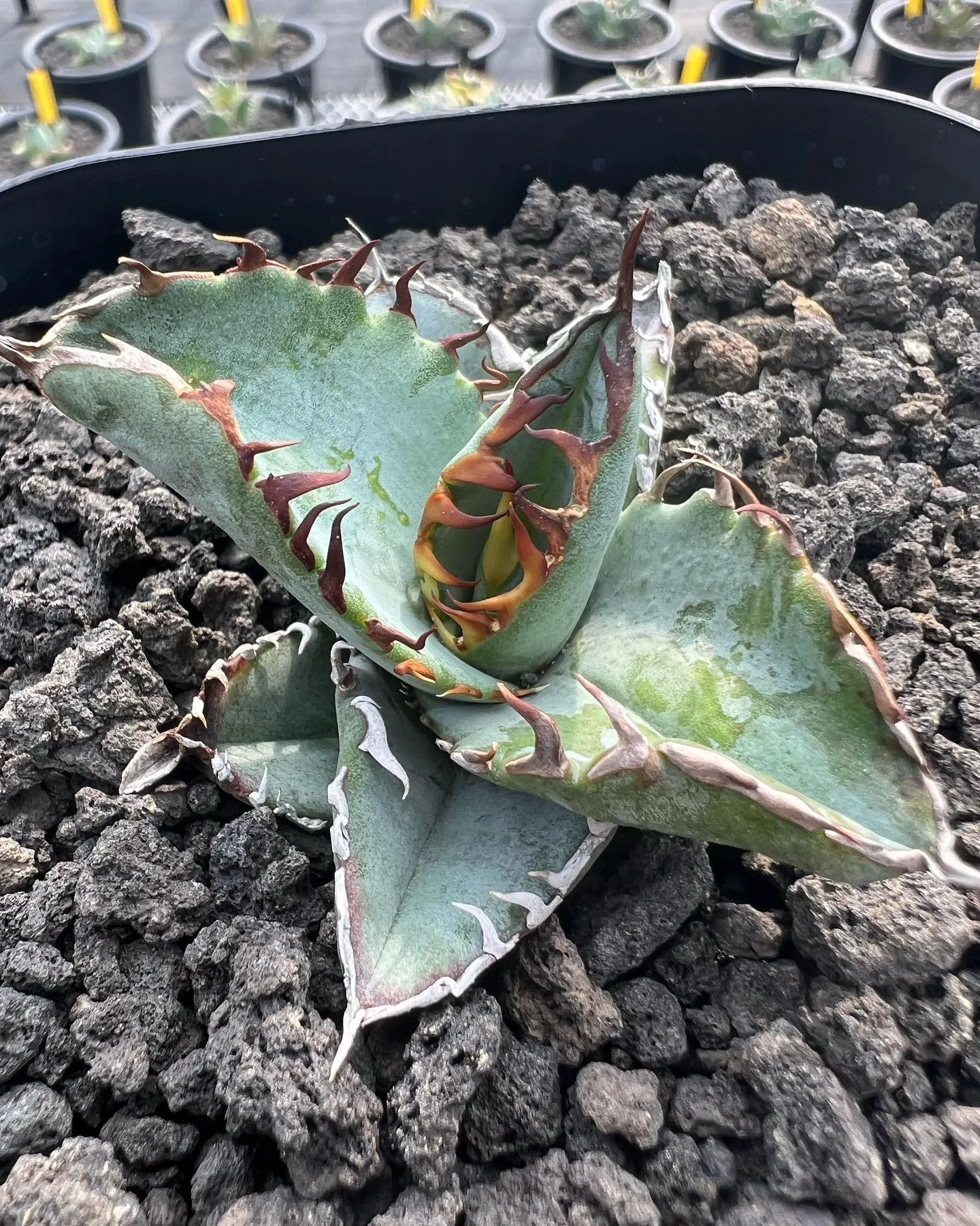 チタノタの小苗も色々と。