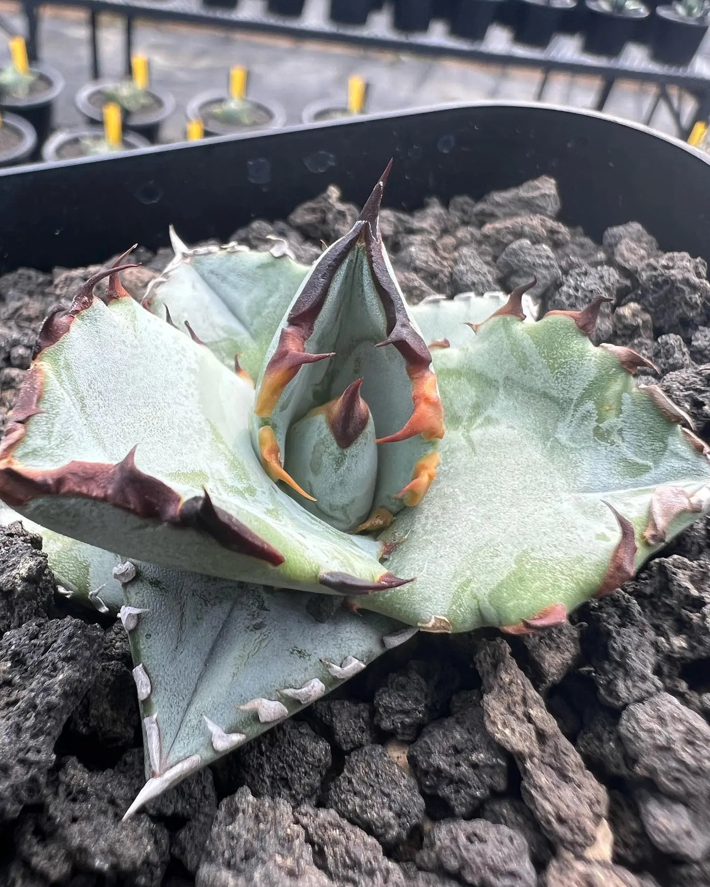 チタノタの小苗も色々と。