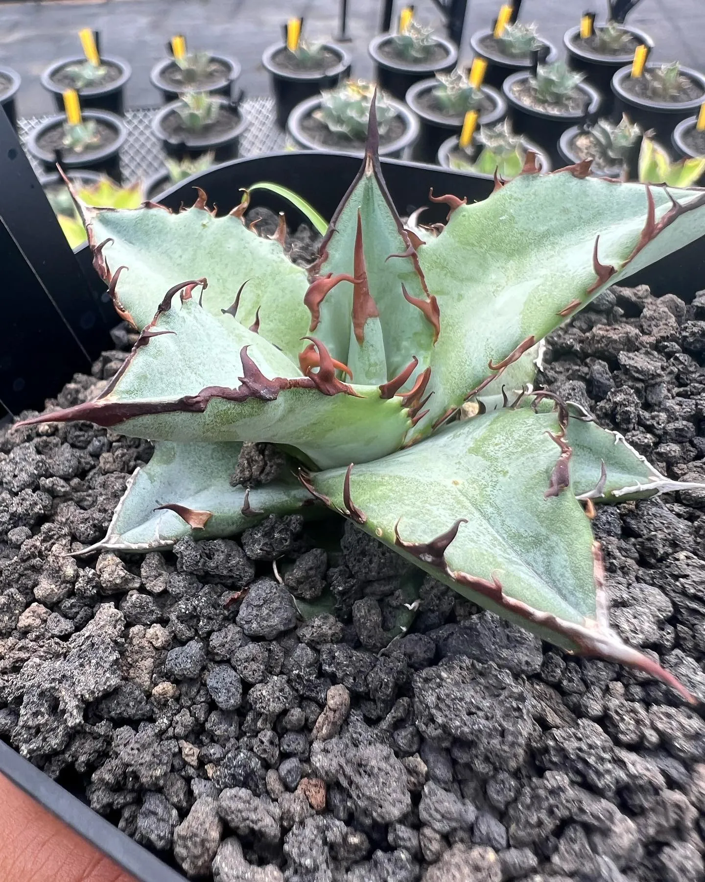 チタノタの小苗も色々と。