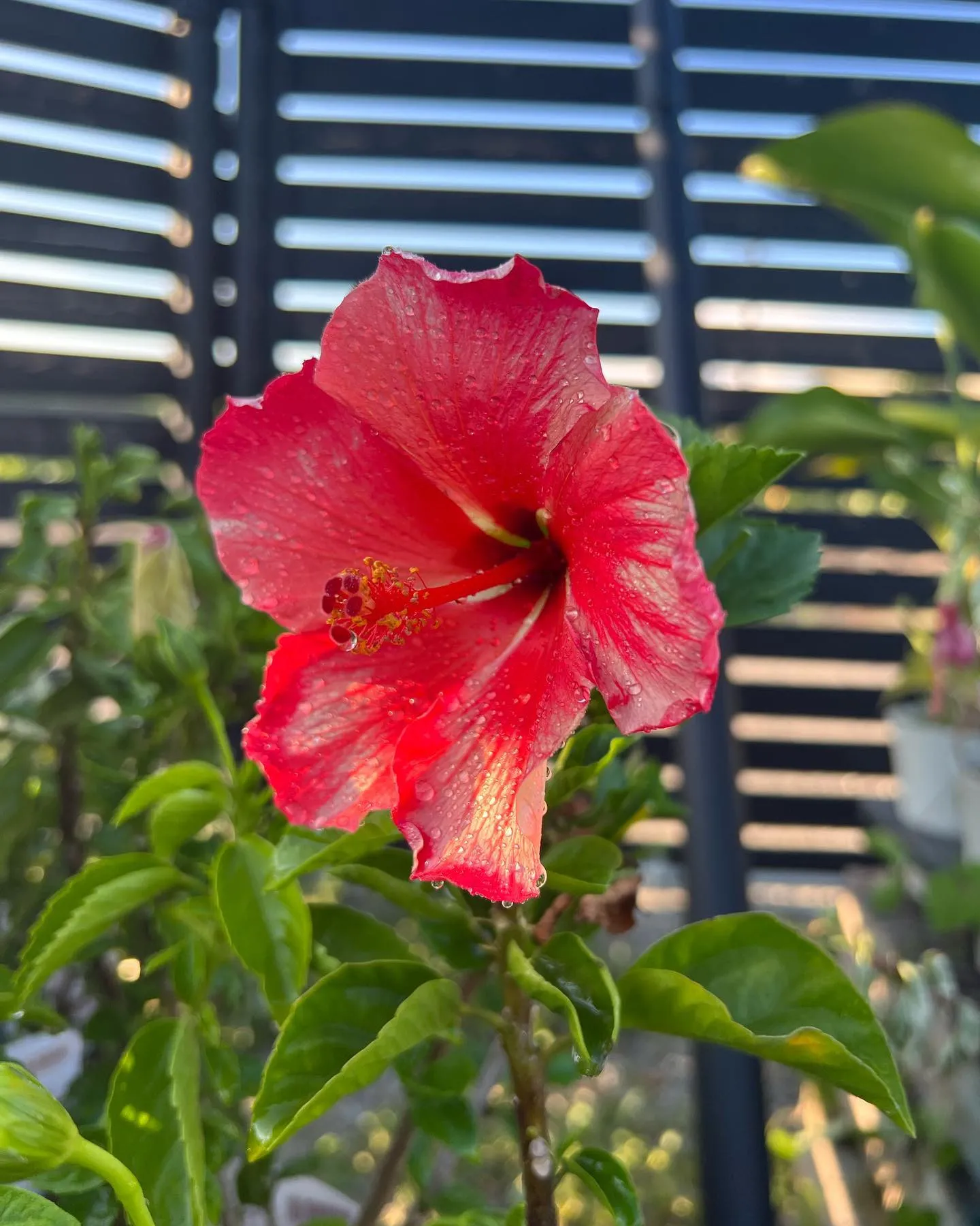 朝からハイビスカスの花が綺麗だったので思わずパシャリ。