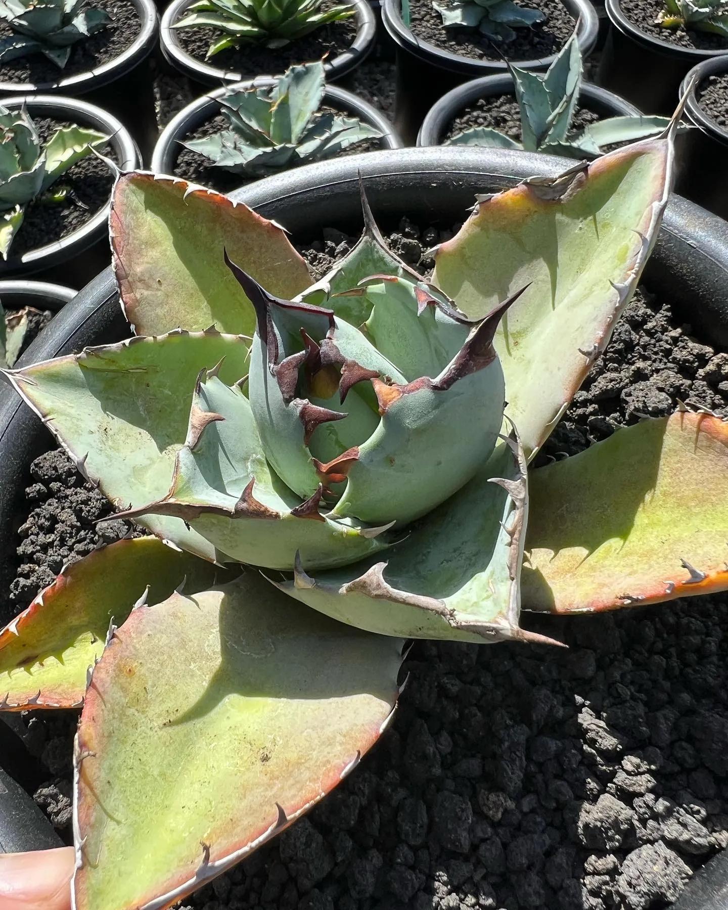 チタノタもぞれぞれ個性があって良い感じですね。