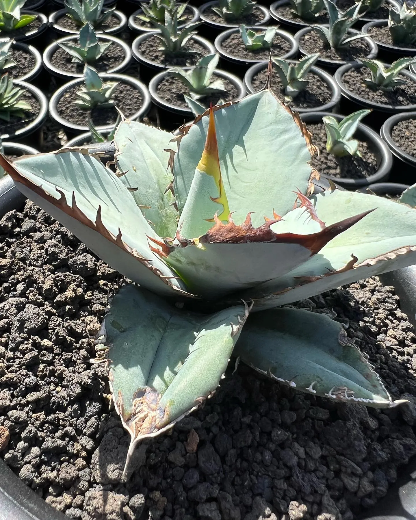 チタノタもぞれぞれ個性があって良い感じですね。