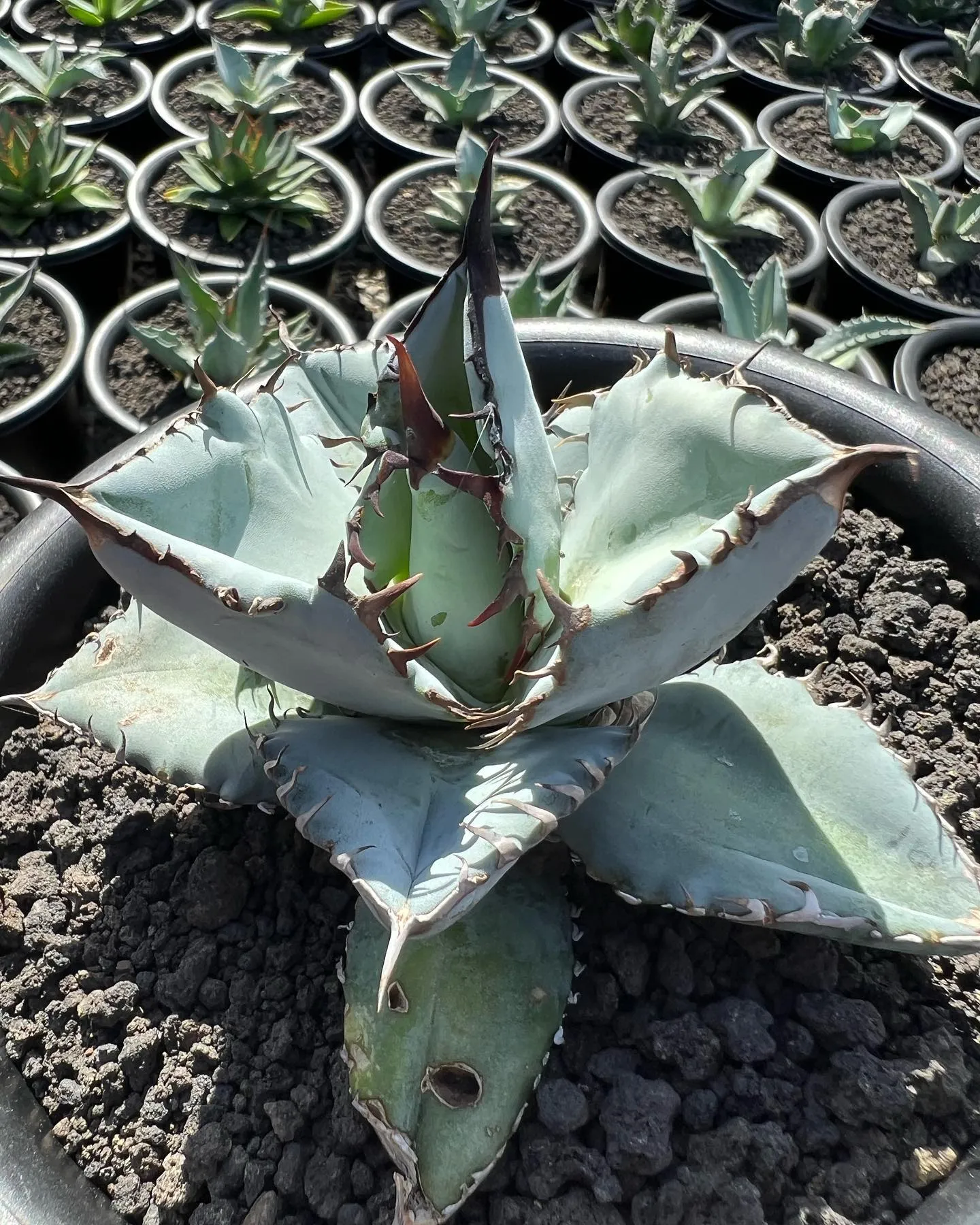 チタノタもぞれぞれ個性があって良い感じですね。