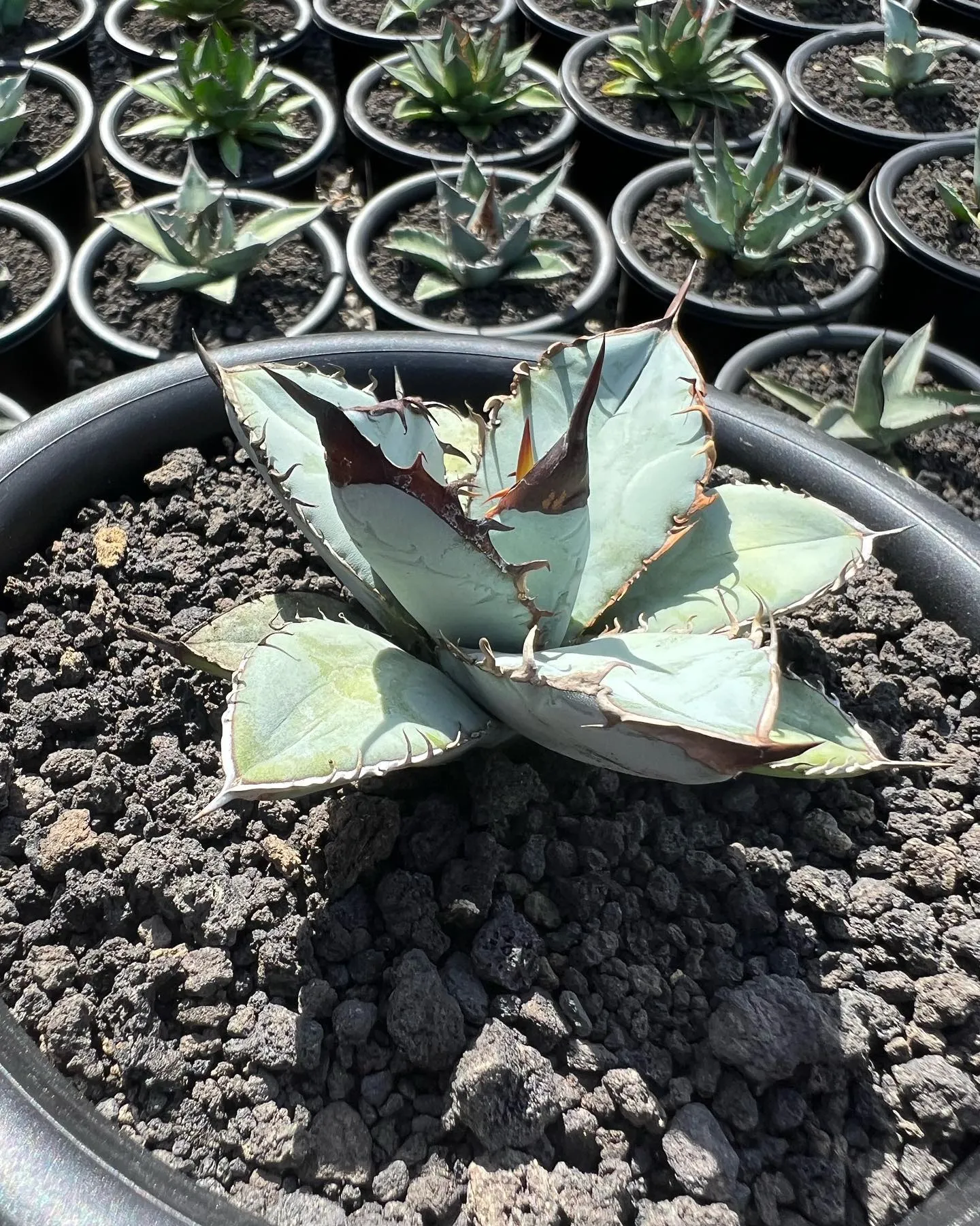 チタノタもぞれぞれ個性があって良い感じですね。