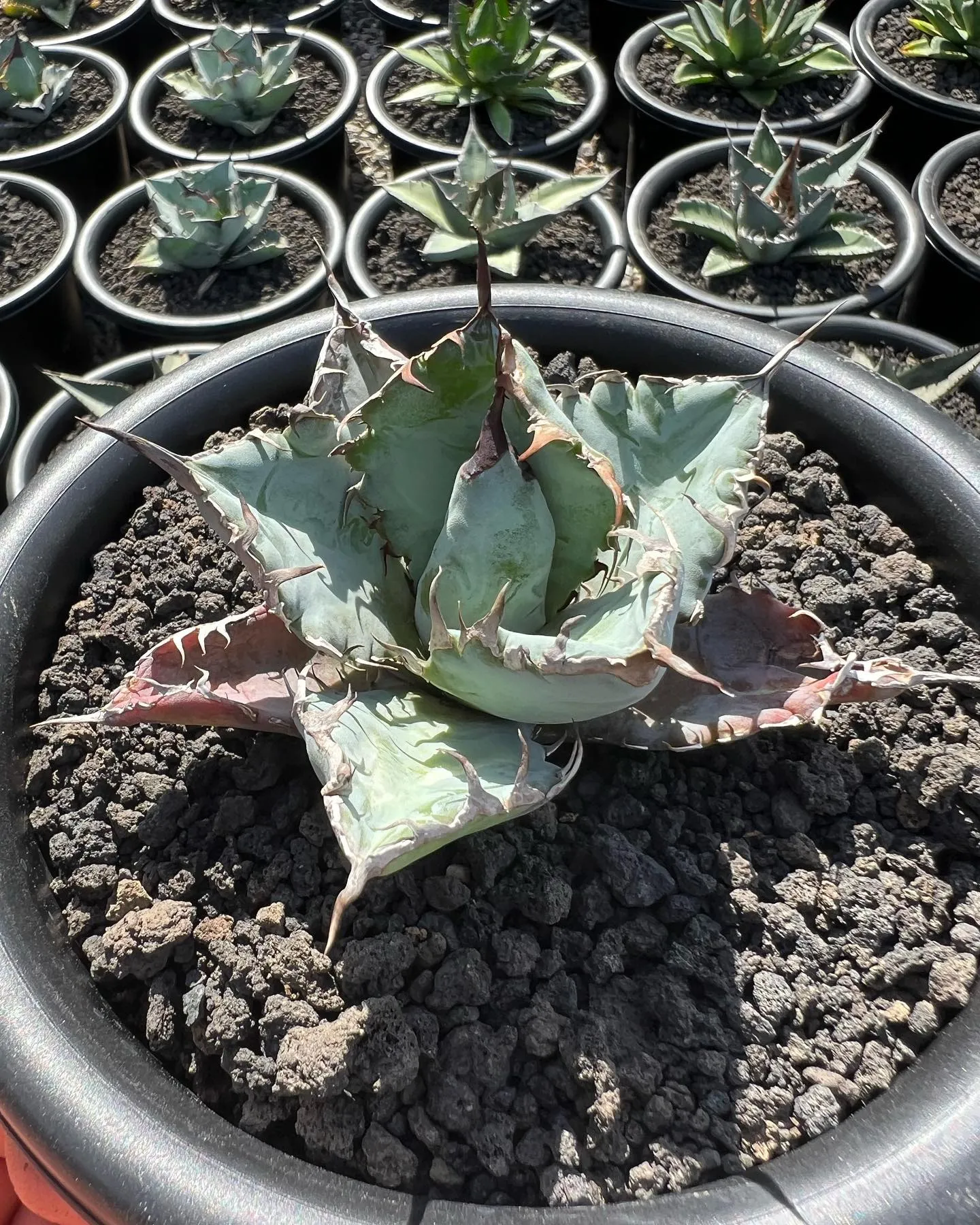 チタノタもぞれぞれ個性があって良い感じですね。
