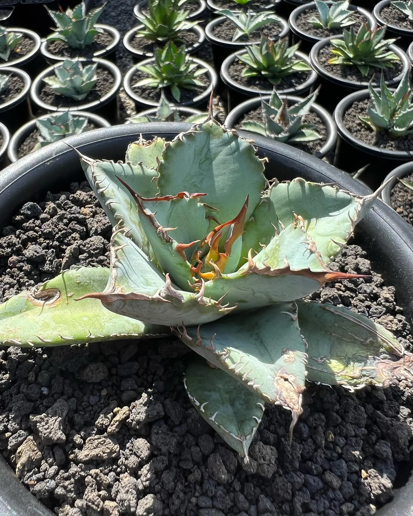 チタノタもぞれぞれ個性があって良い感じですね。