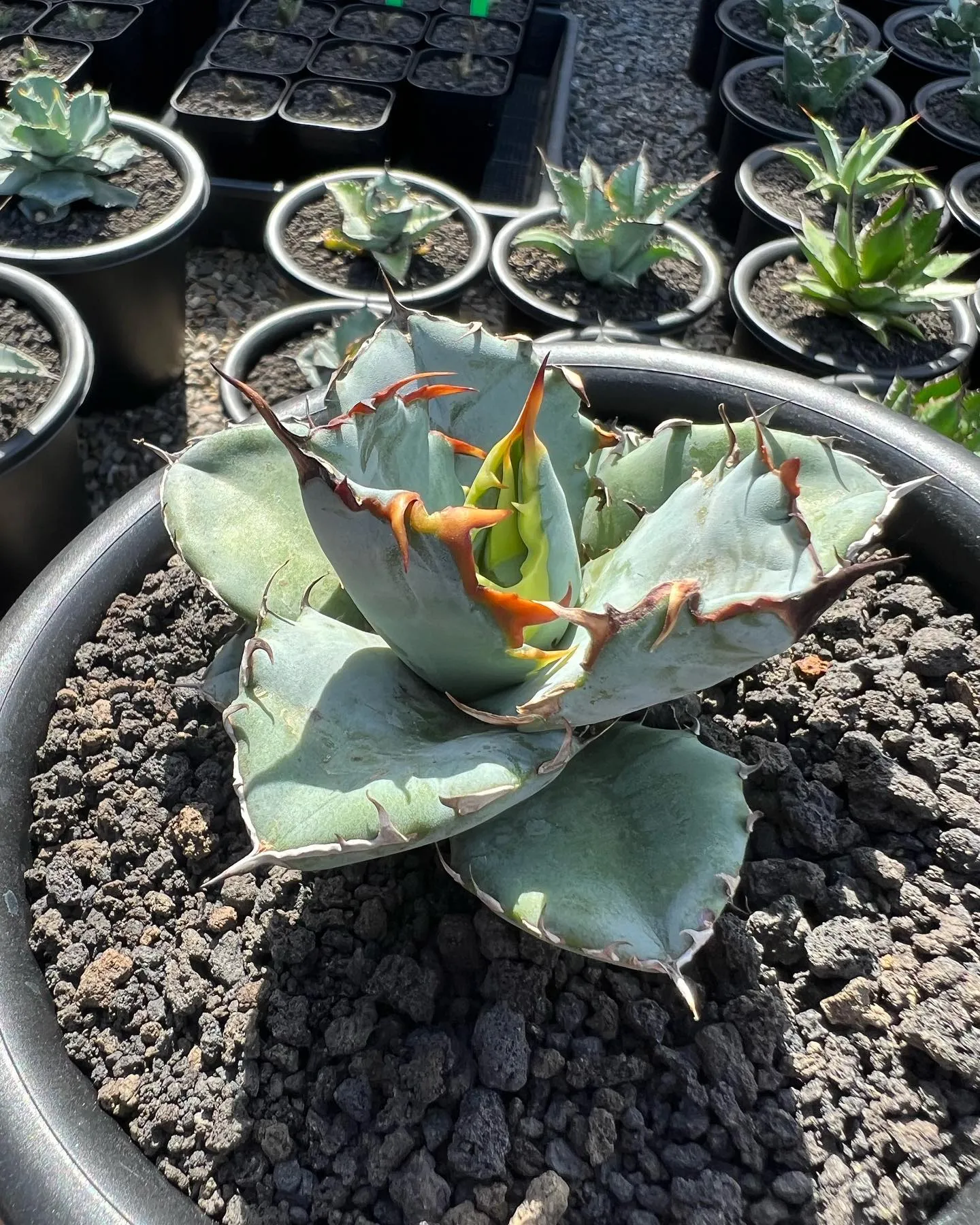 チタノタもぞれぞれ個性があって良い感じですね。