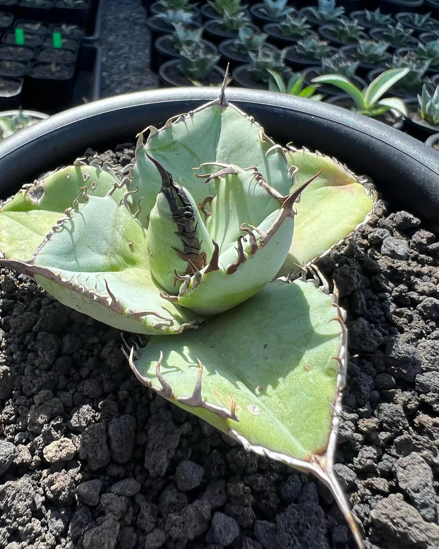 チタノタもぞれぞれ個性があって良い感じですね。