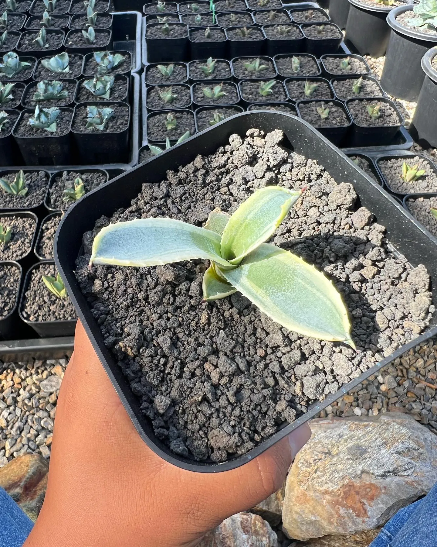 リップルエフェクト、オルカの小苗も在庫🙆‍♂️です。