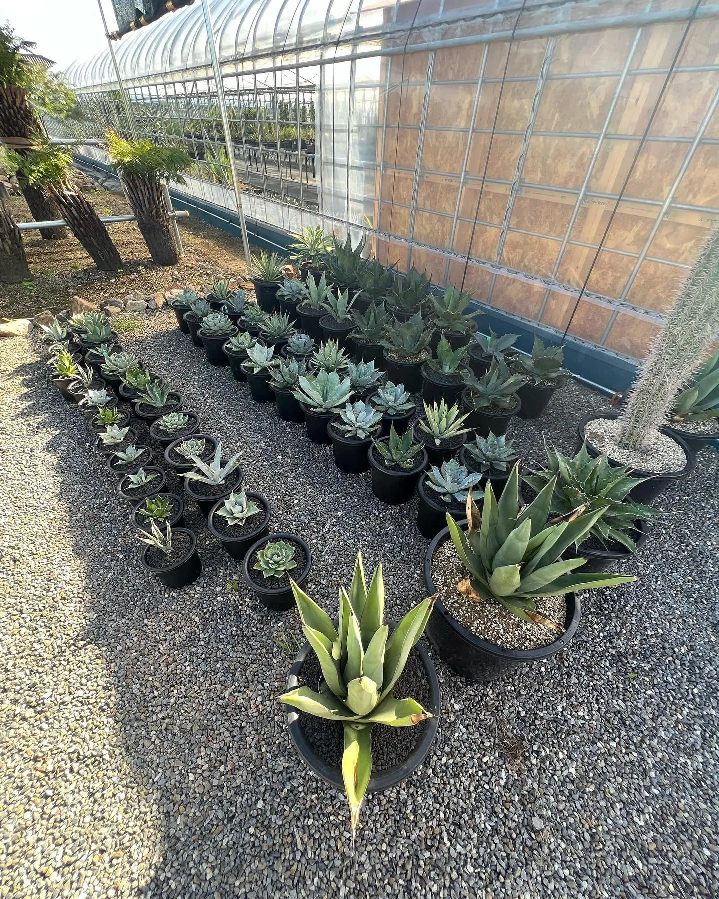 今週は地植え向け品種をメインに入荷です。