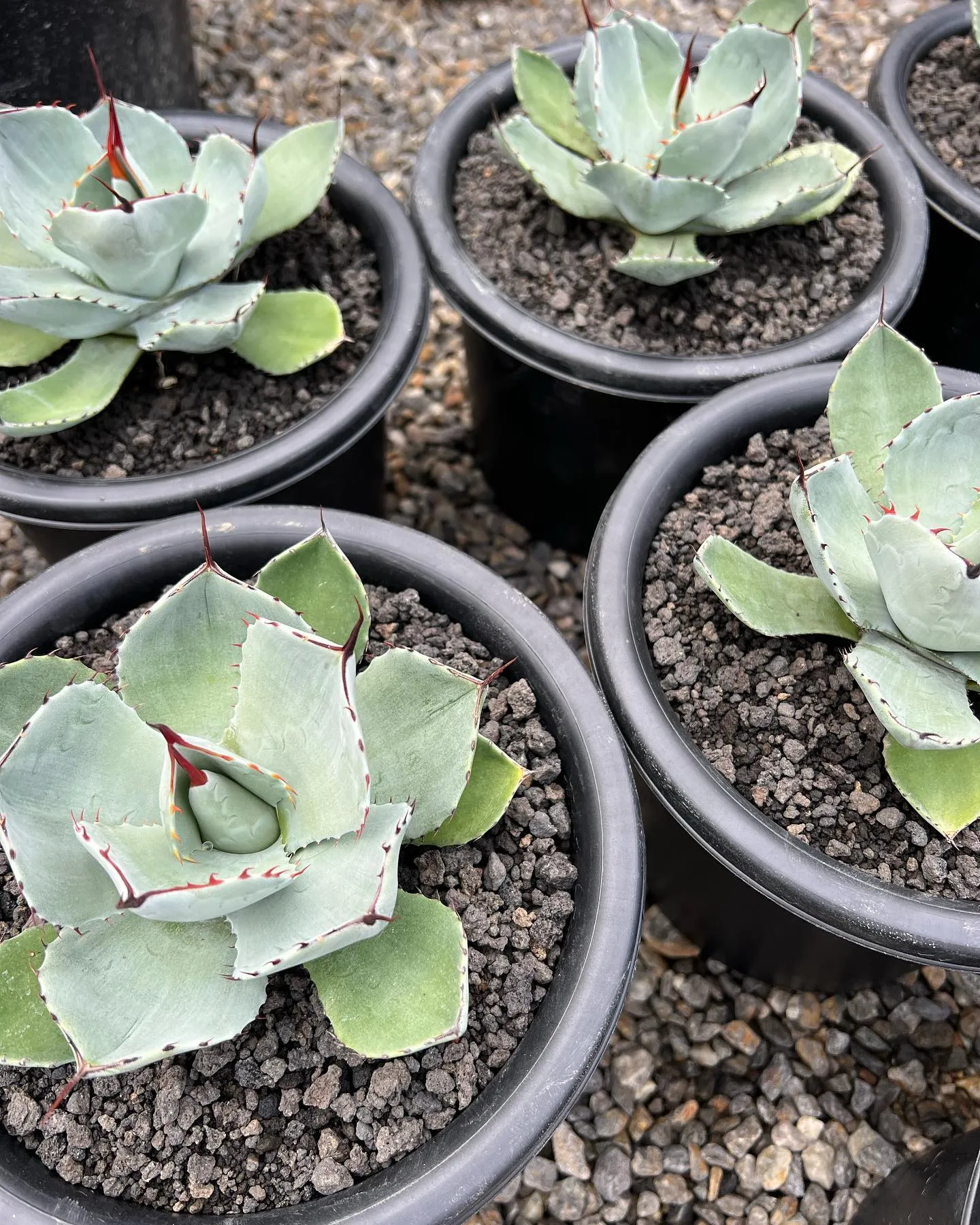 Parryi truncata “huntingtong”