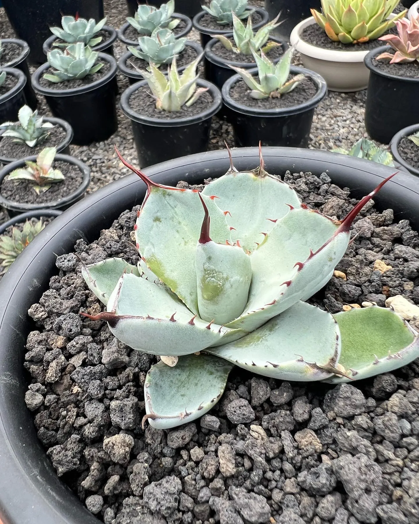 Parryi truncata “huntingtong”