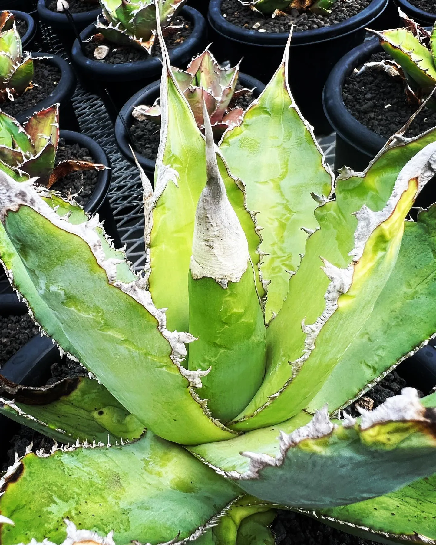 この株の子株も2株のみですがPLANTS SHOWに持ってい...