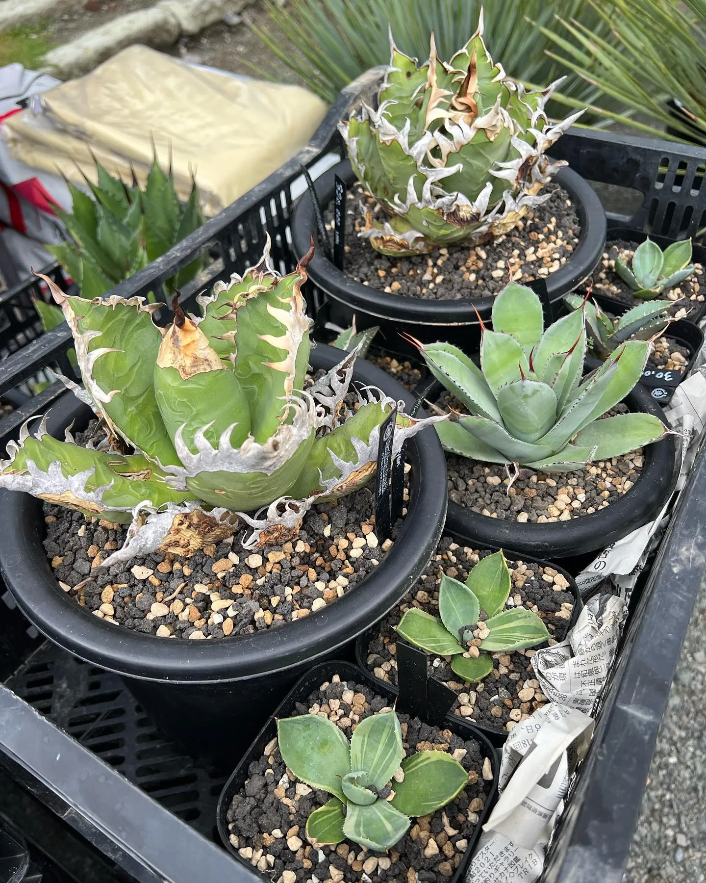 PLANTS SHOW