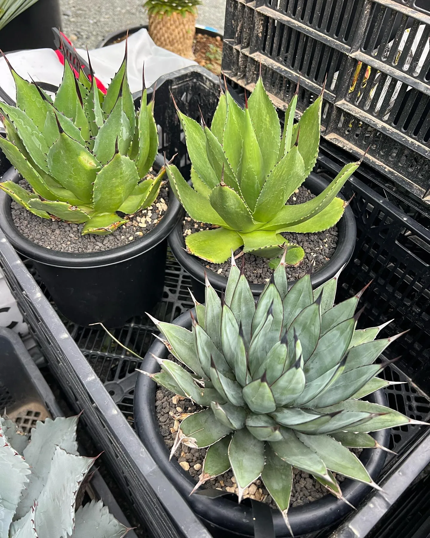 PLANTS SHOW