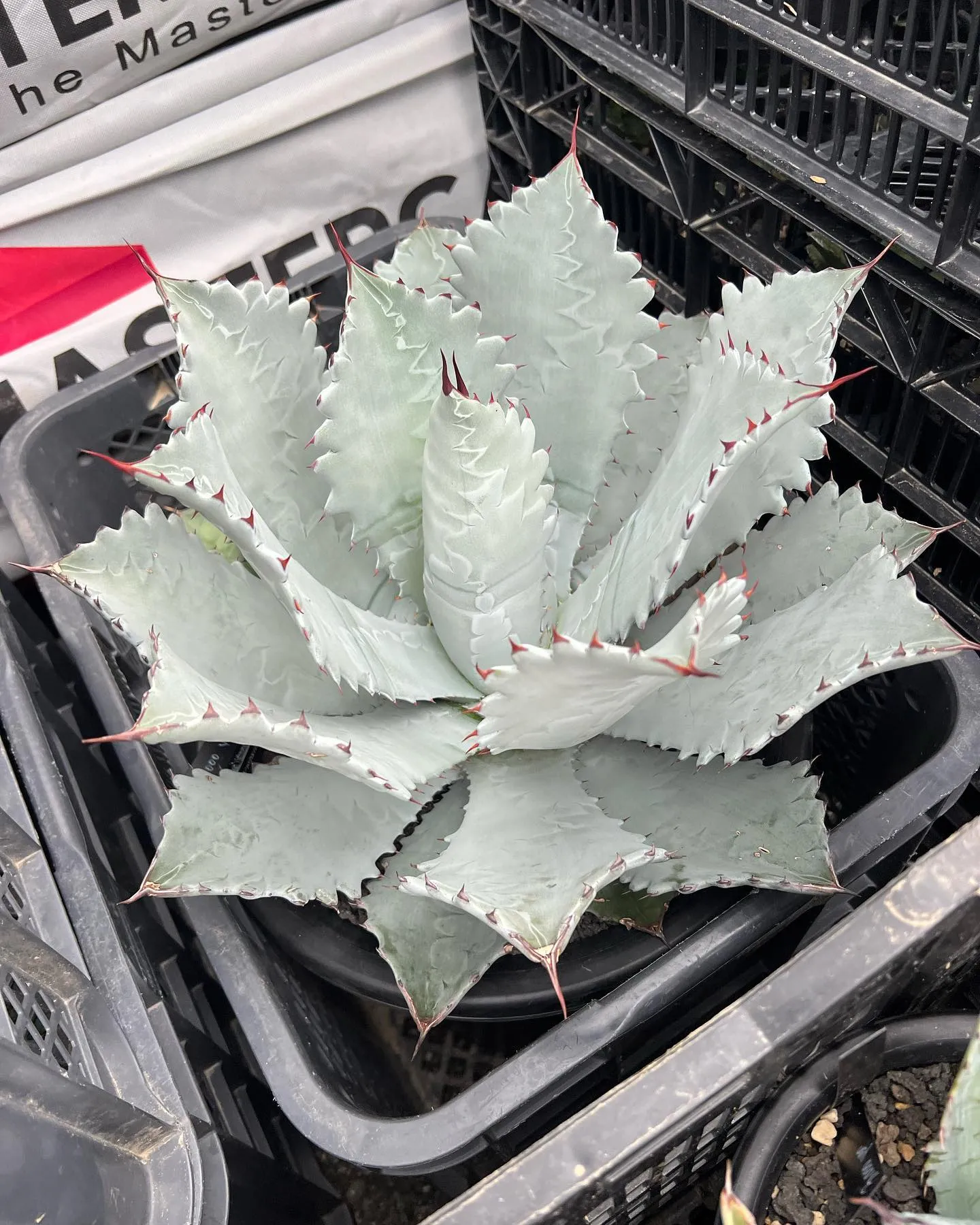 PLANTS SHOW