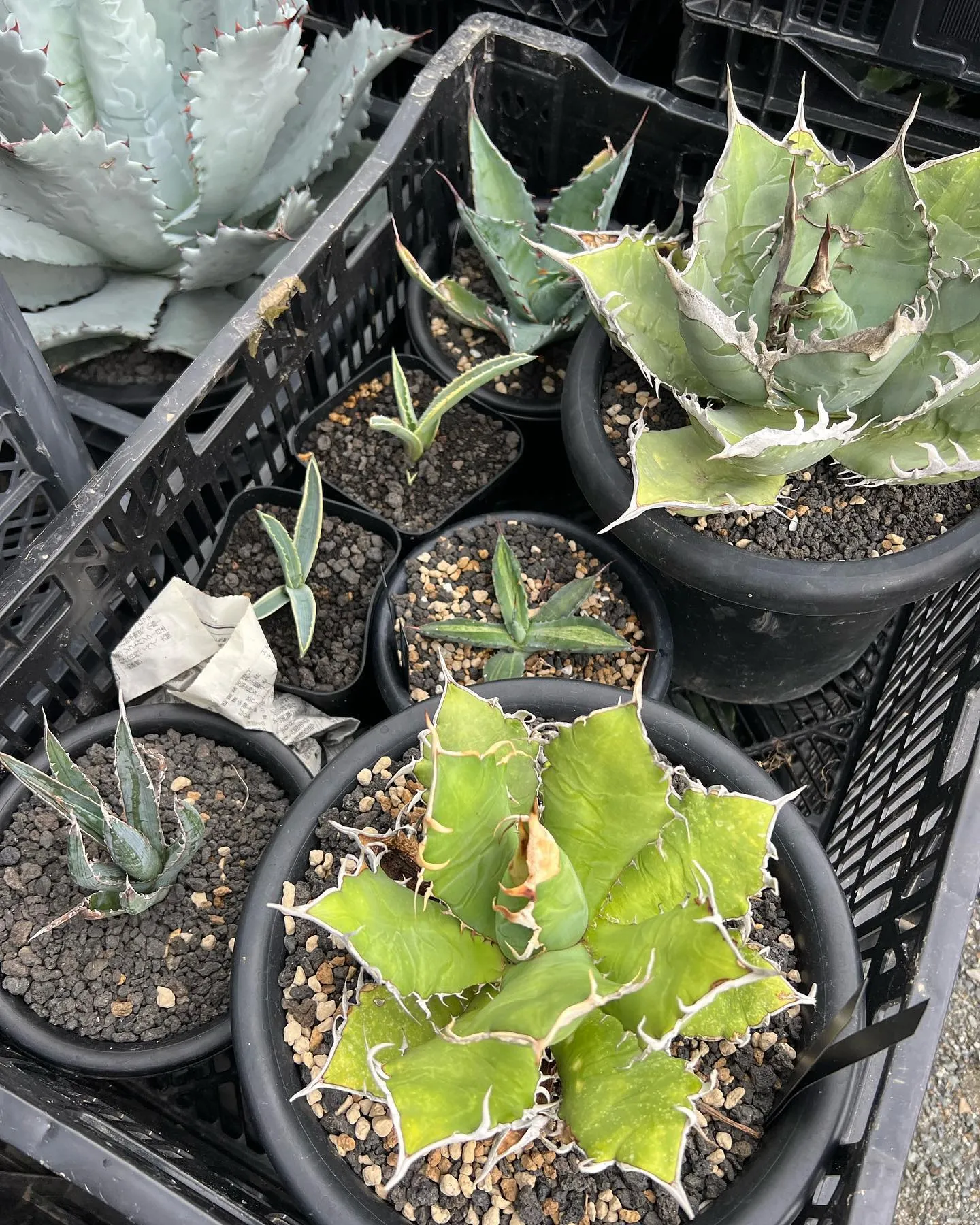 PLANTS SHOW