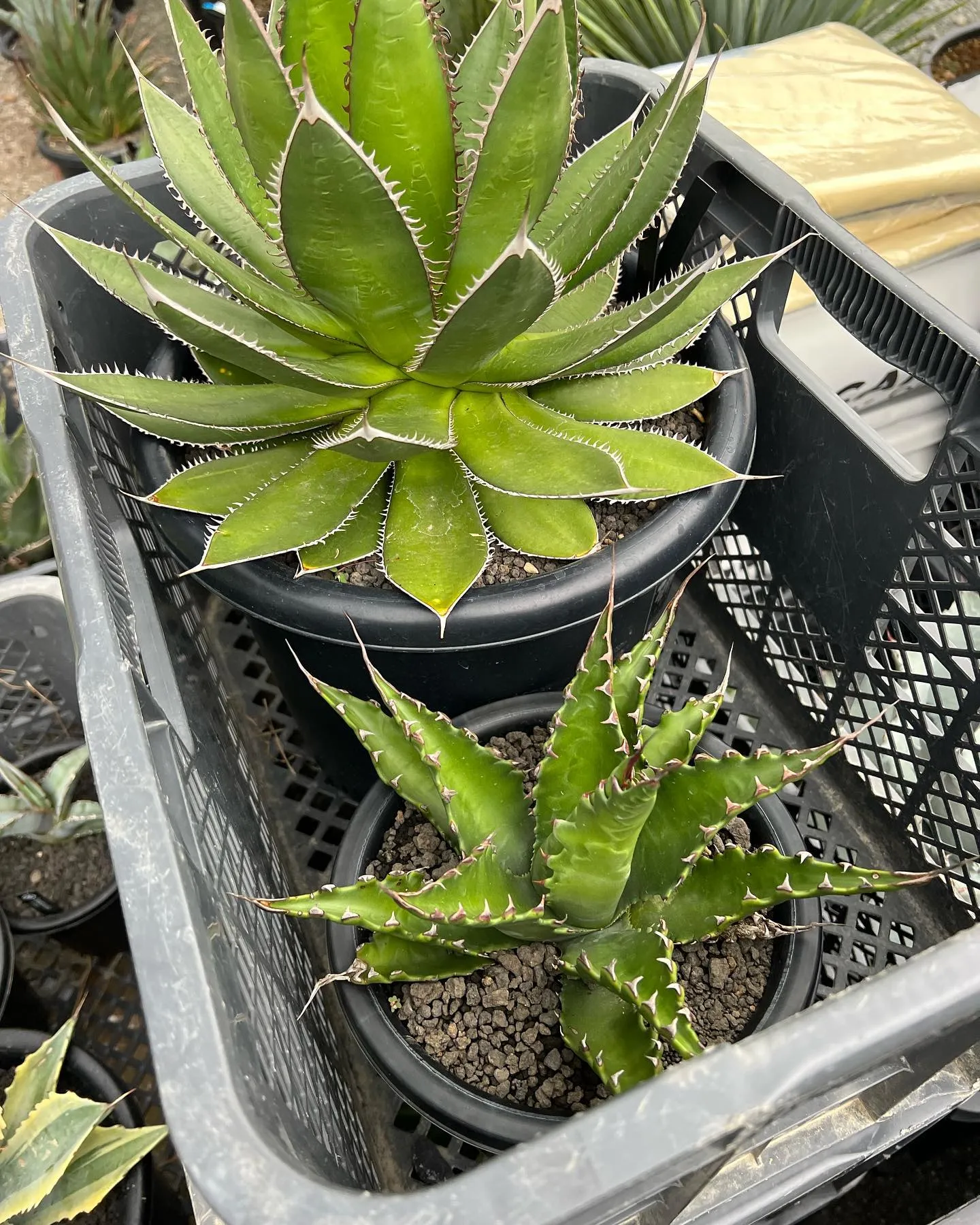 PLANTS SHOW