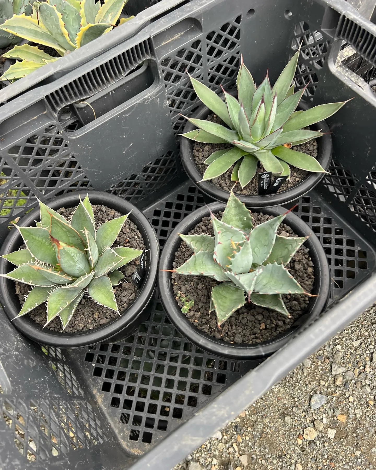 PLANTS SHOW