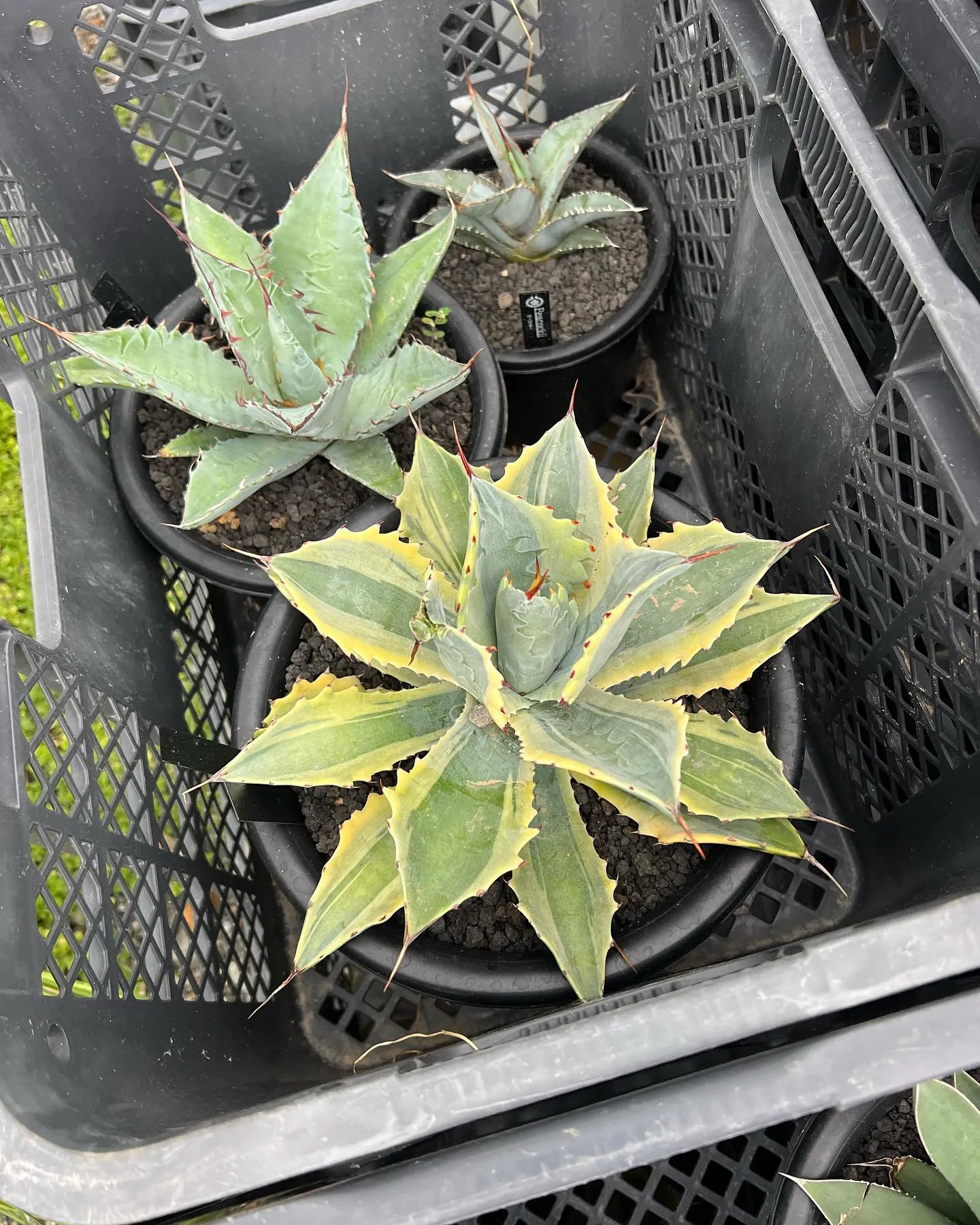 PLANTS SHOW