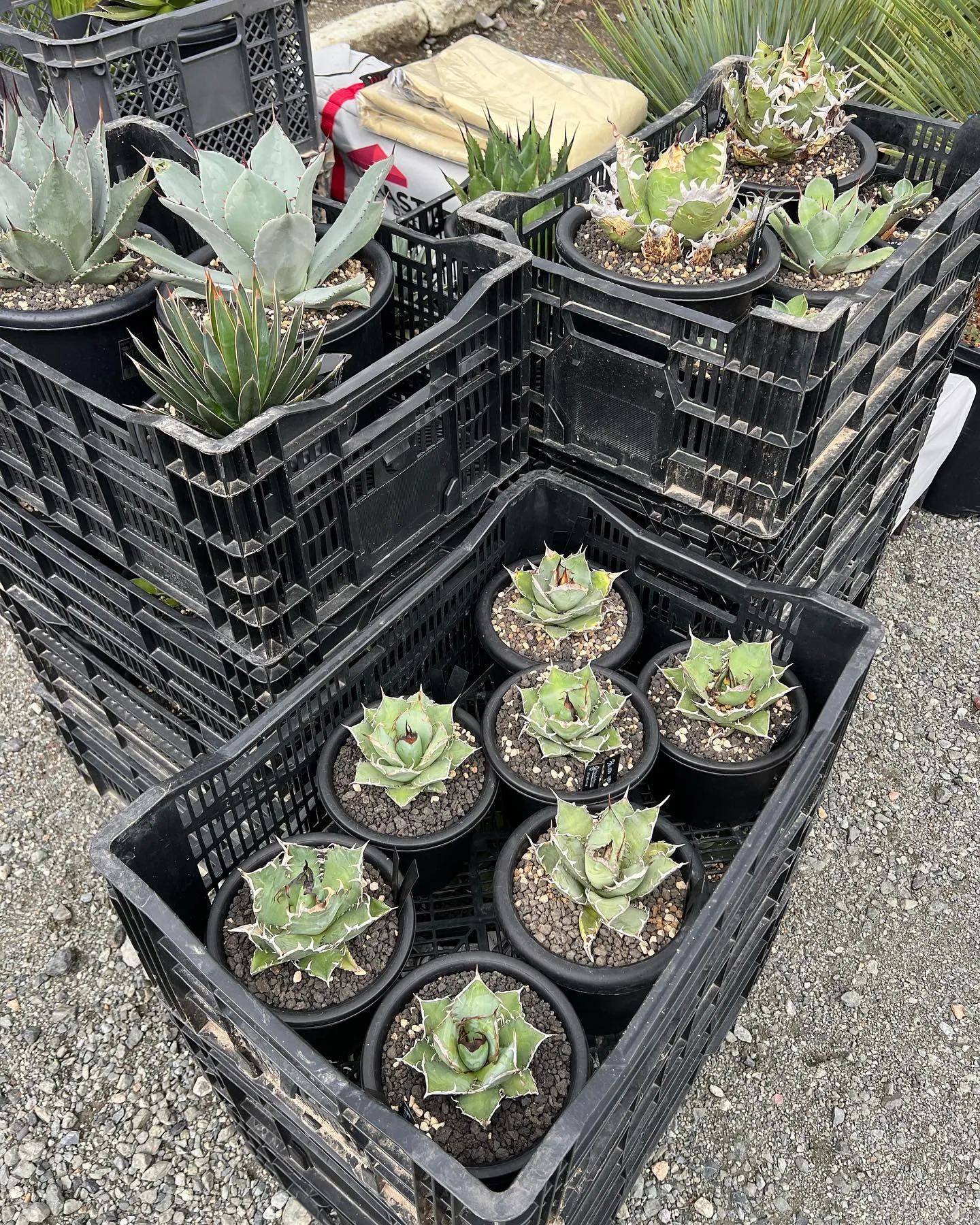 PLANTS SHOW
