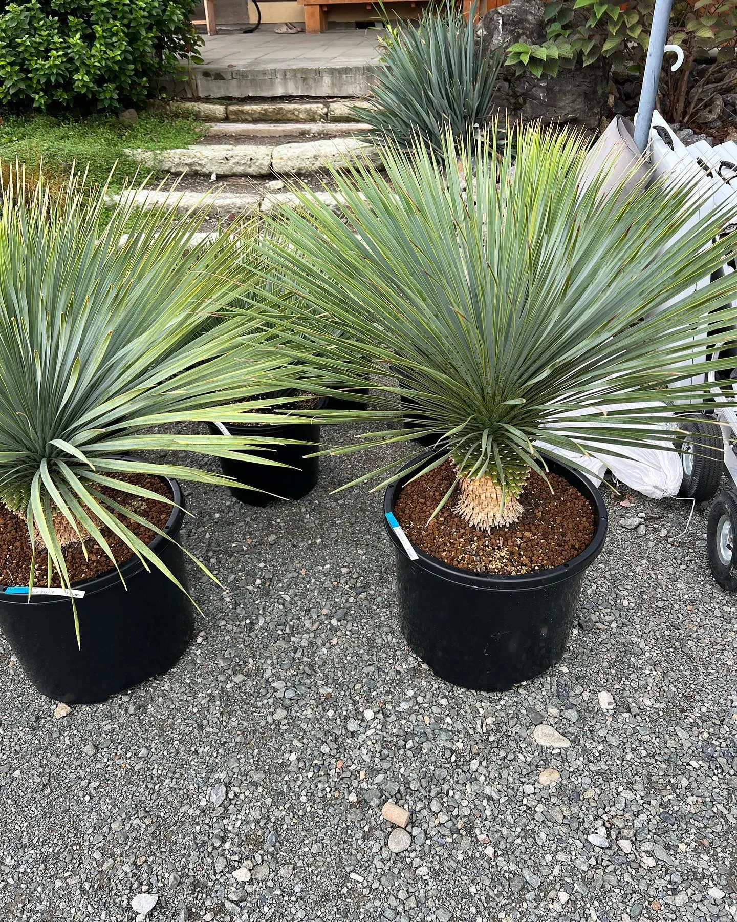 PLANTS SHOW