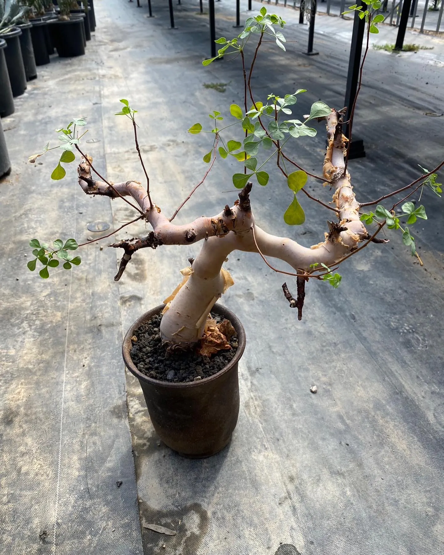 塊根もいくつか入荷。