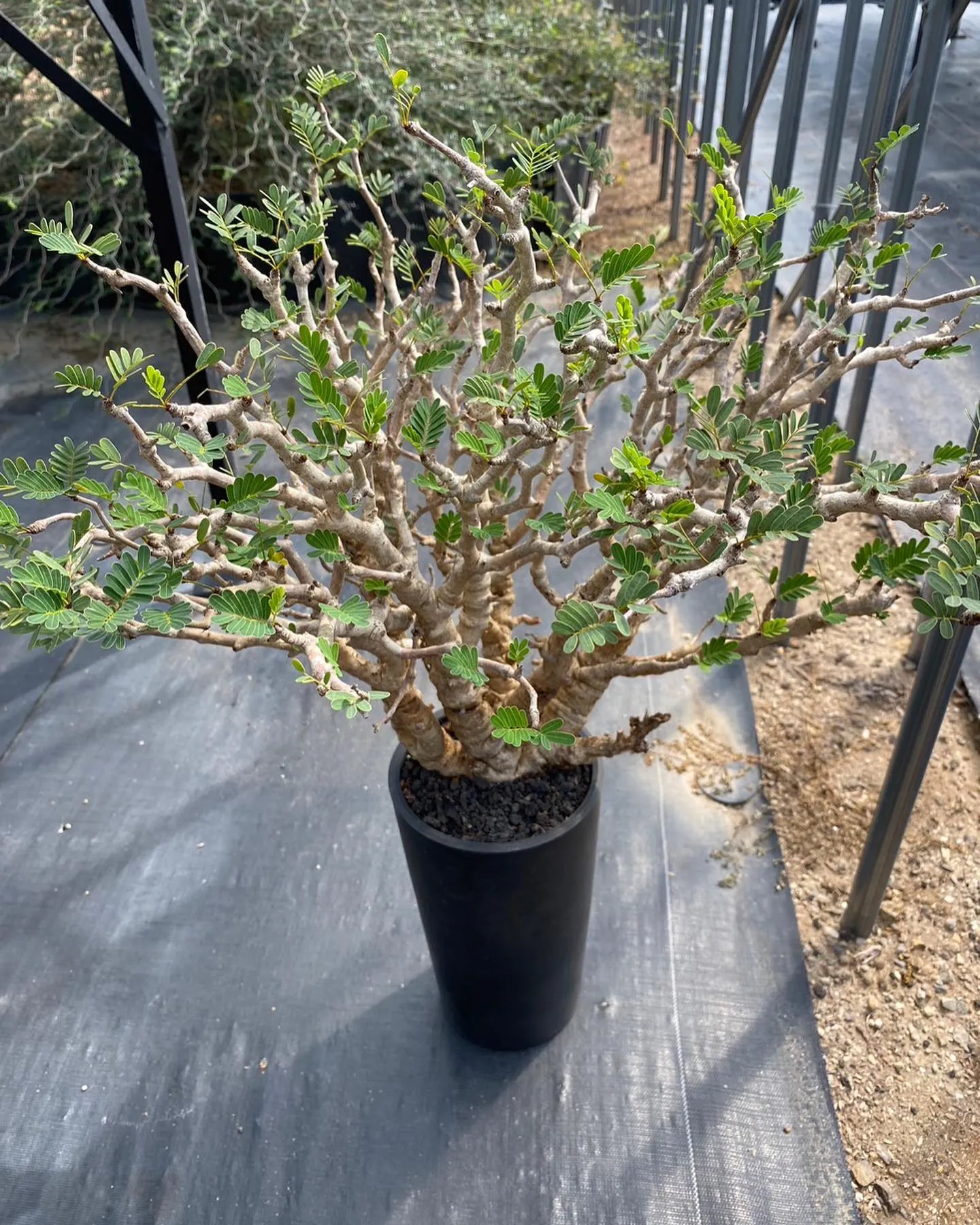 塊根もいくつか入荷。