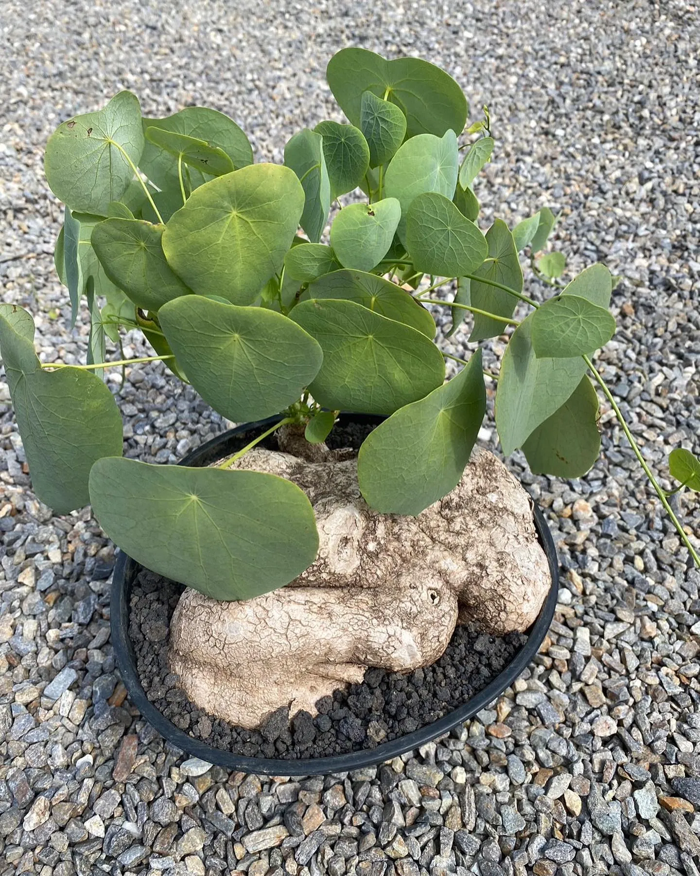 塊根もいくつか入荷。