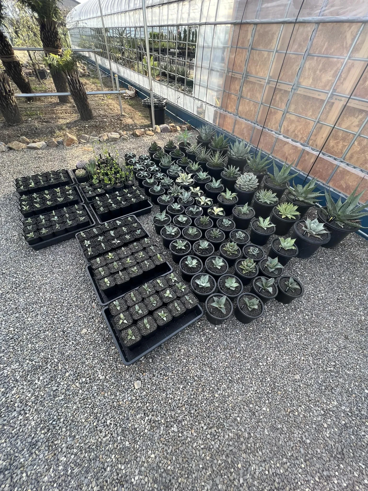 今週もそれなりの量が入荷しております。