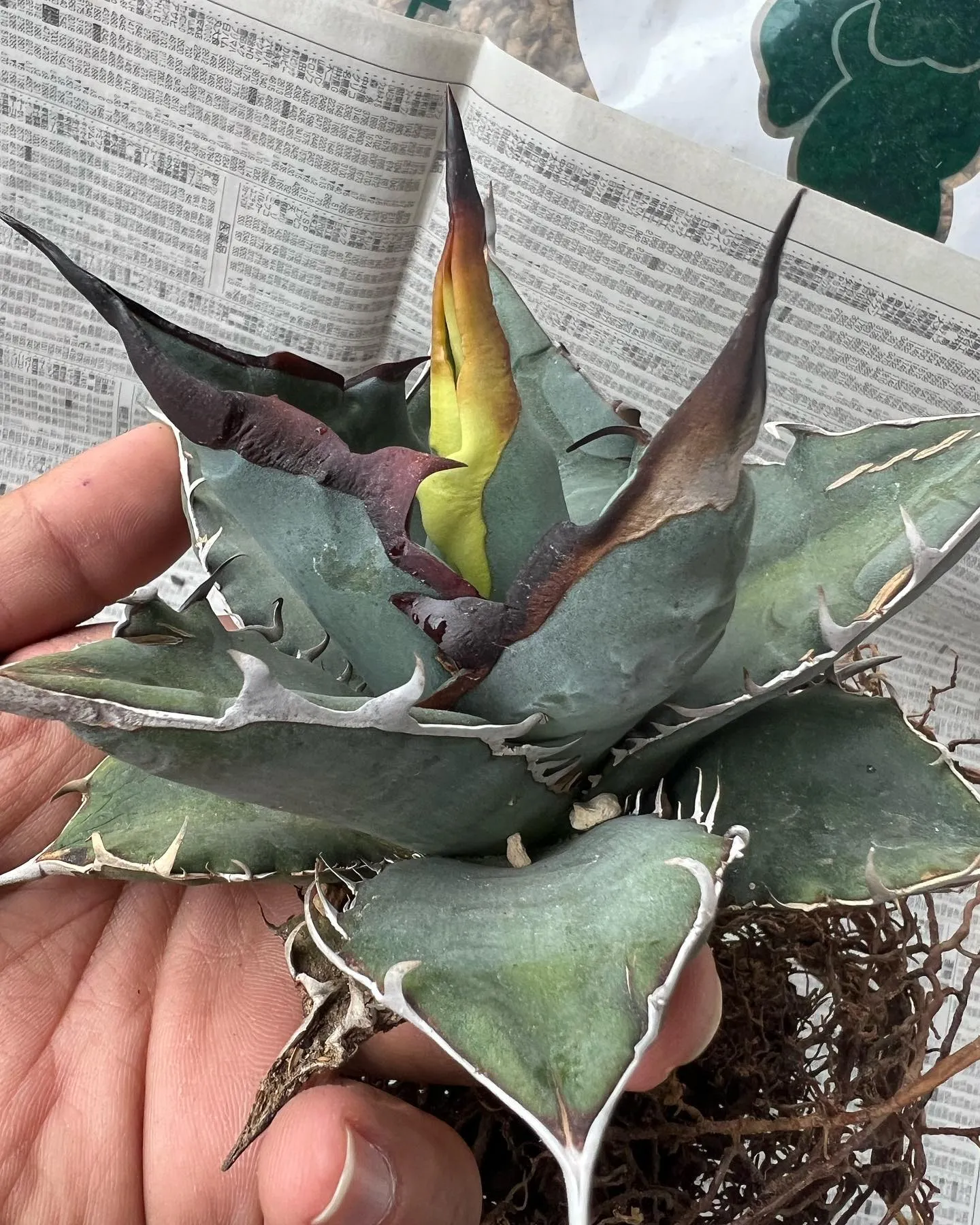 地植えしたら化けたオアハカ実生。
