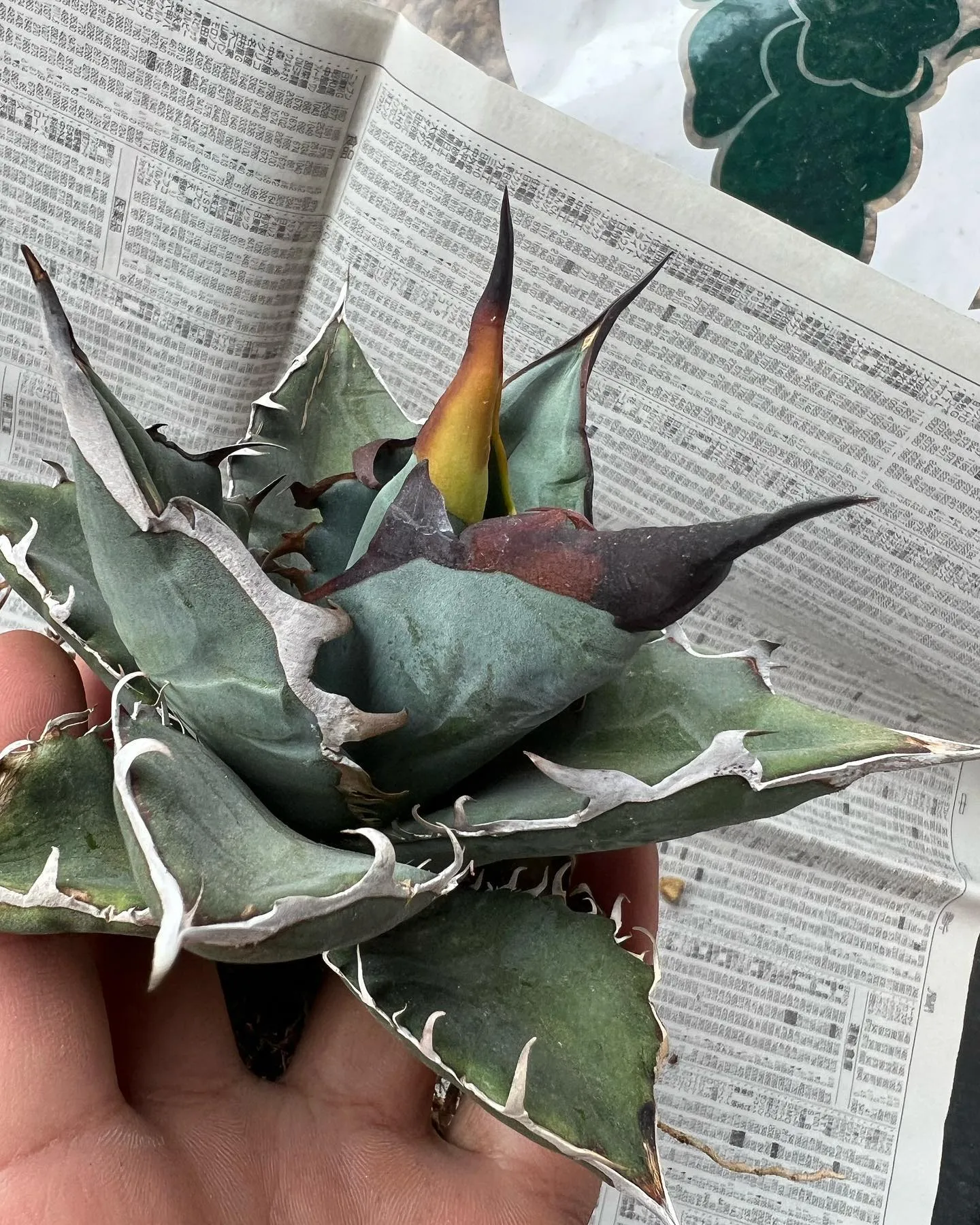 地植えしたら化けたオアハカ実生。