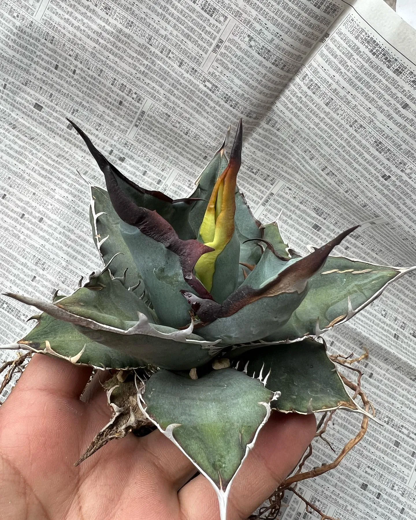 地植えしたら化けたオアハカ実生。